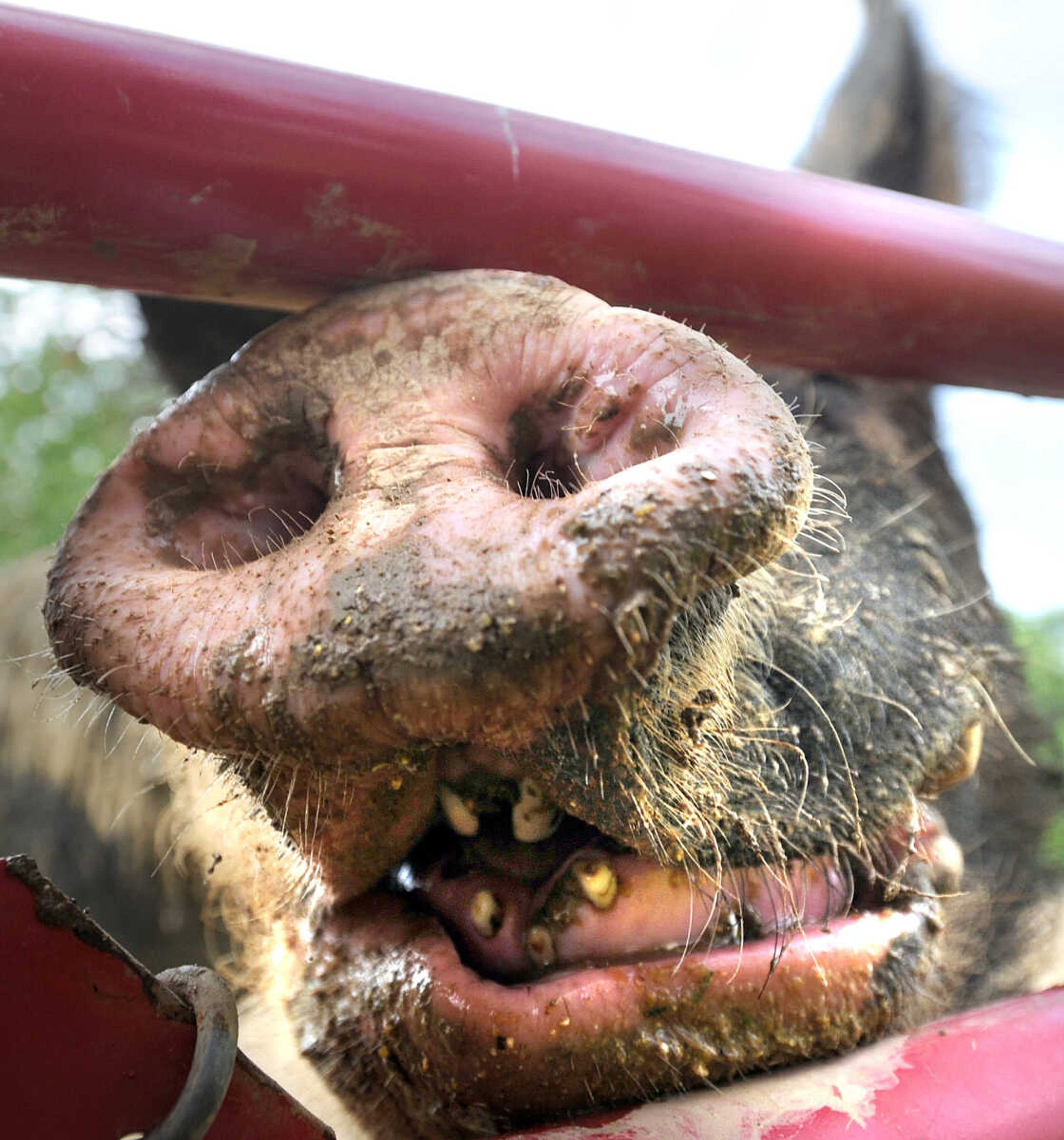 LAURA SIMON ~ lsimon@semissourian.com

Wild Bill, a Berkshire boar, smiles for the camera, Monday afternoon, May 19, 2014, at Brian Strickland and Luke Aufdenberg's Oak Ridge pig farm.