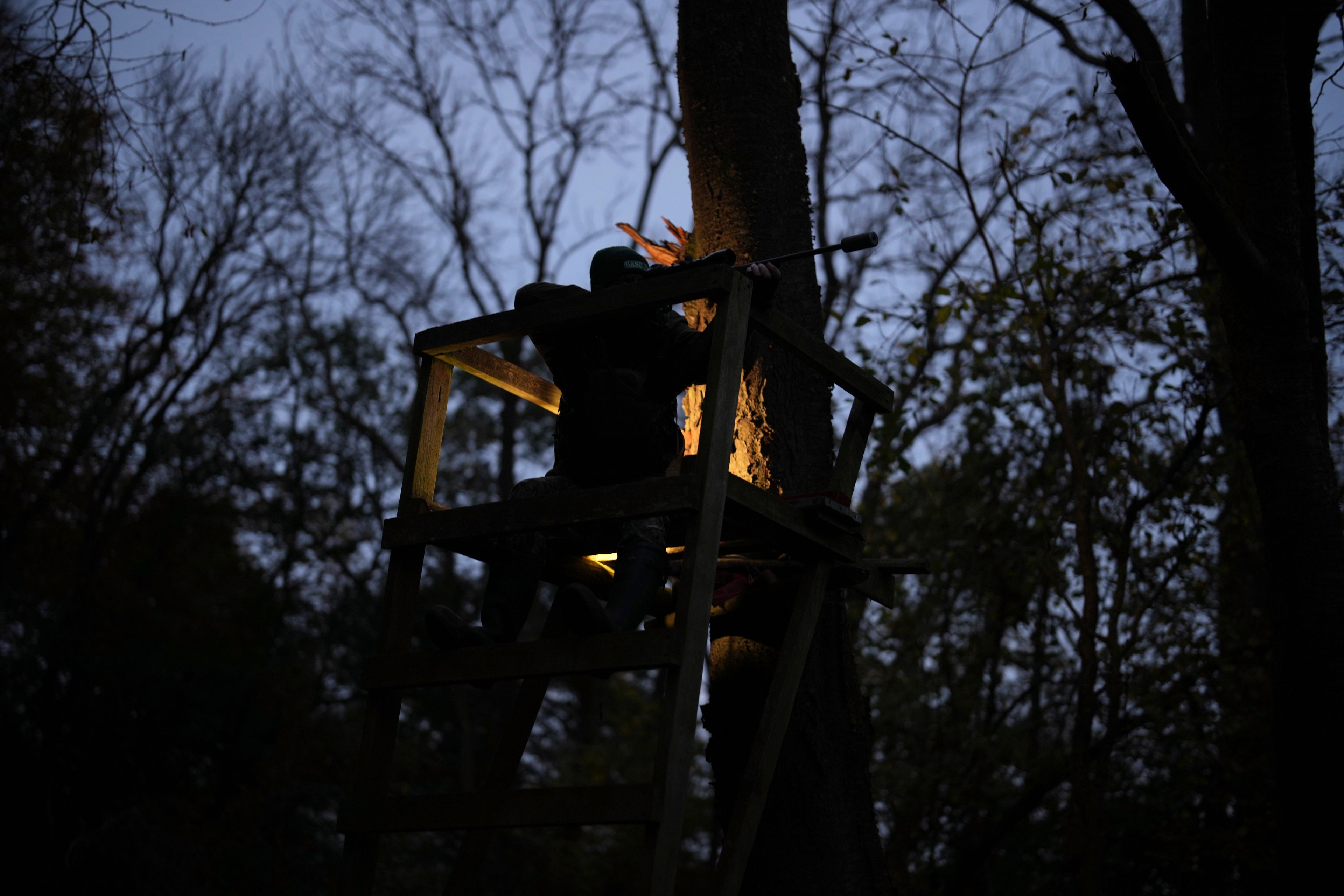 Martin Edwards, Head of Deer and Woodland Management at BASC (The British Association for Shooting and Conservation), aims at a deer in a woods at Tichborne, east of Winchester in Hampshire, England, Monday, Nov. 4, 2024. Wild deer numbers have dramatically multiplied in recent decades and there are now more deer in England than at any other time in the last 1,000 years, according to the Forestry Commission, the government department looking after England's public woodland. (AP Photo/Kin Cheung)