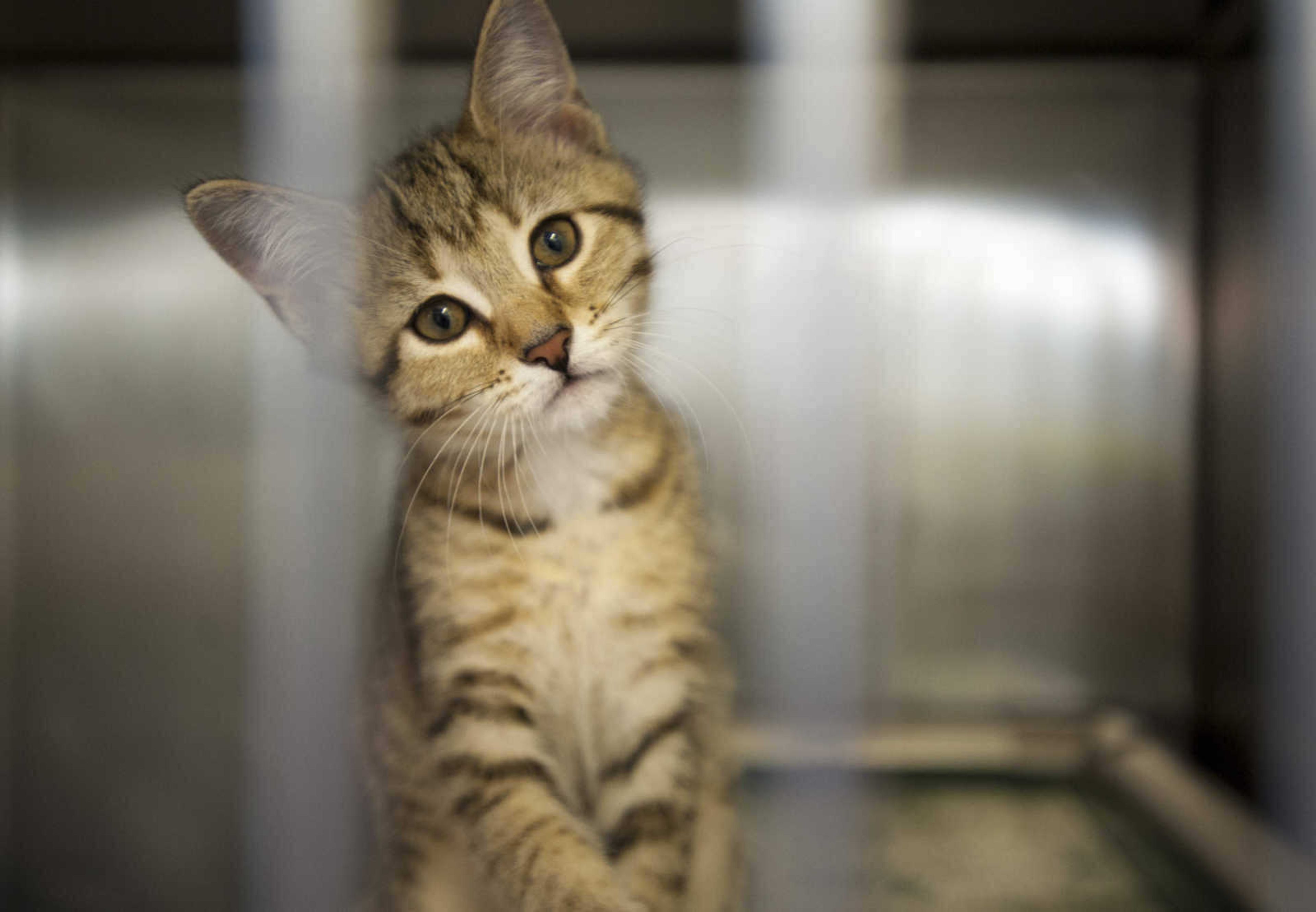 A cat sits awaiting adoption at the Humane Society of Southeast Missouri on June 20, 2017, in Cape Girardeau. (Ben Matthews)