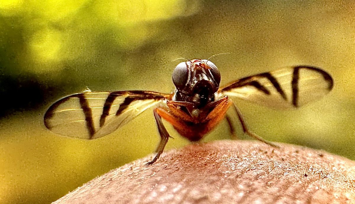 Through the Woods: A tiny fly
