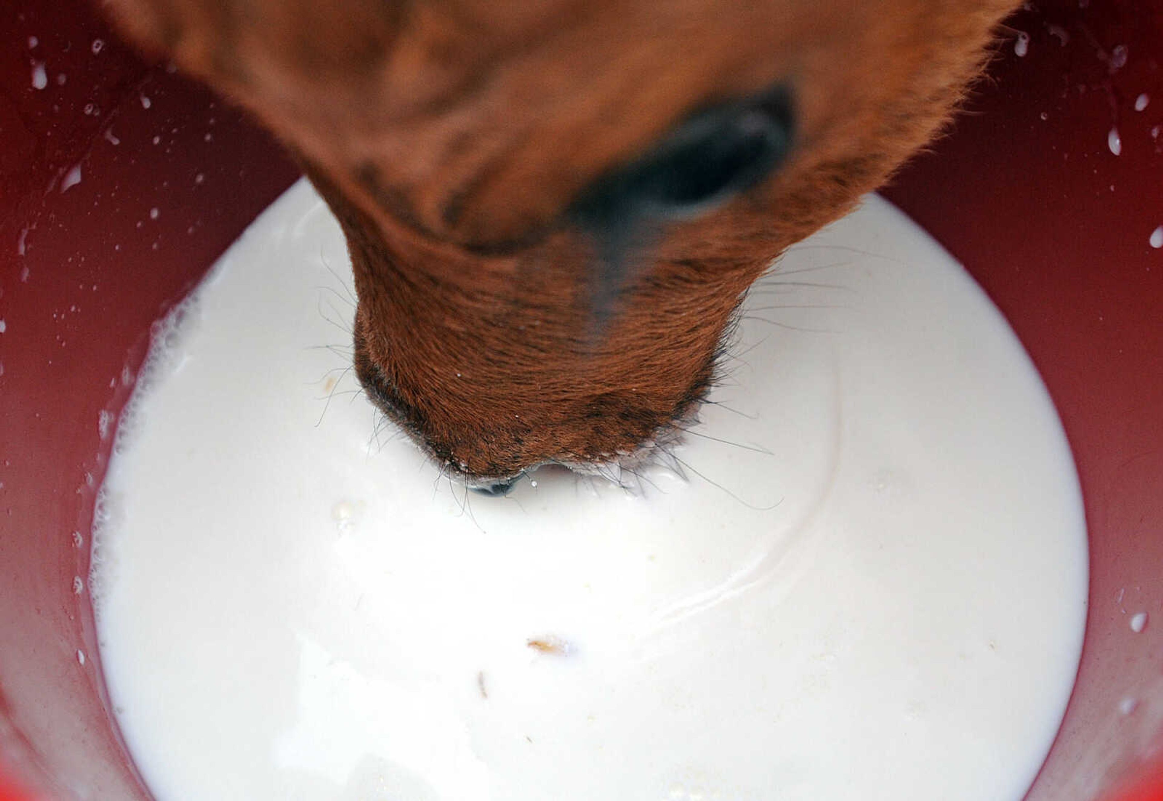 LAURA SIMON ~ lsimon@semissourian.com

A calf drinks fresh warm milk, Tuesday, March 4, 2014.