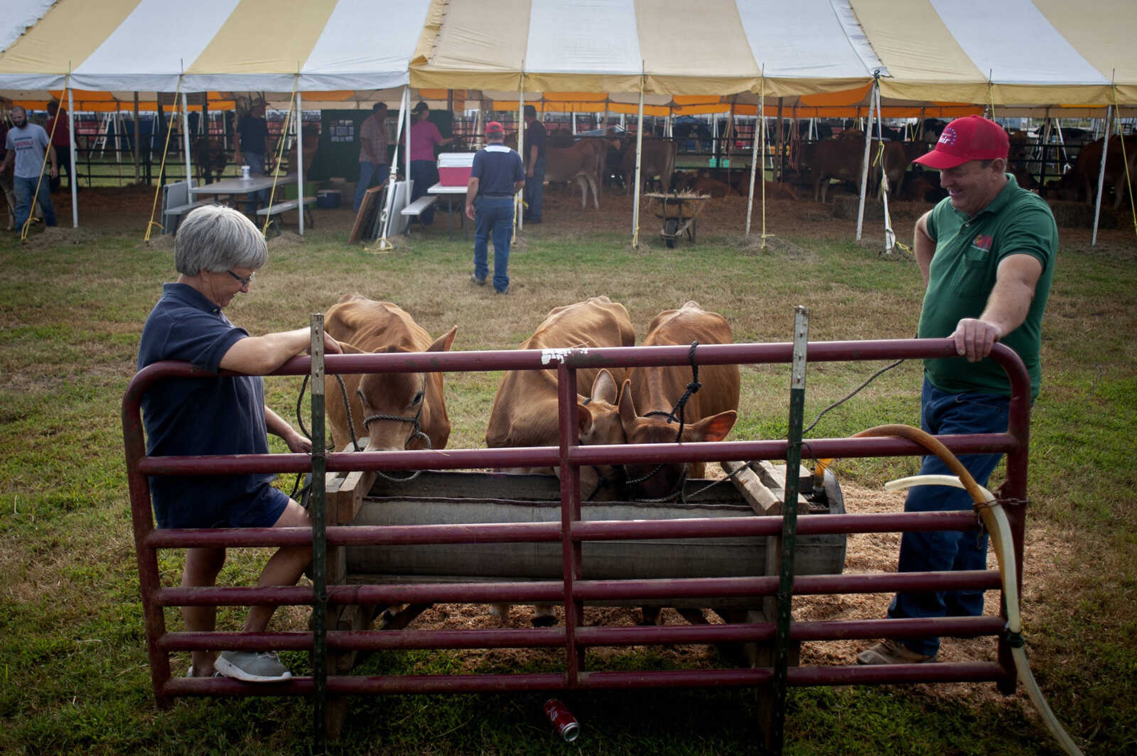 Joe's son Carl Kirchdoerfer, right, and Evelyn Roedl of Edgewood, Illinois, left, let cows get a drink before a showing during the 2019 SEMO District Fair on Monday, Sept. 9, 2019, at Arena Park in Cape Girardeau.