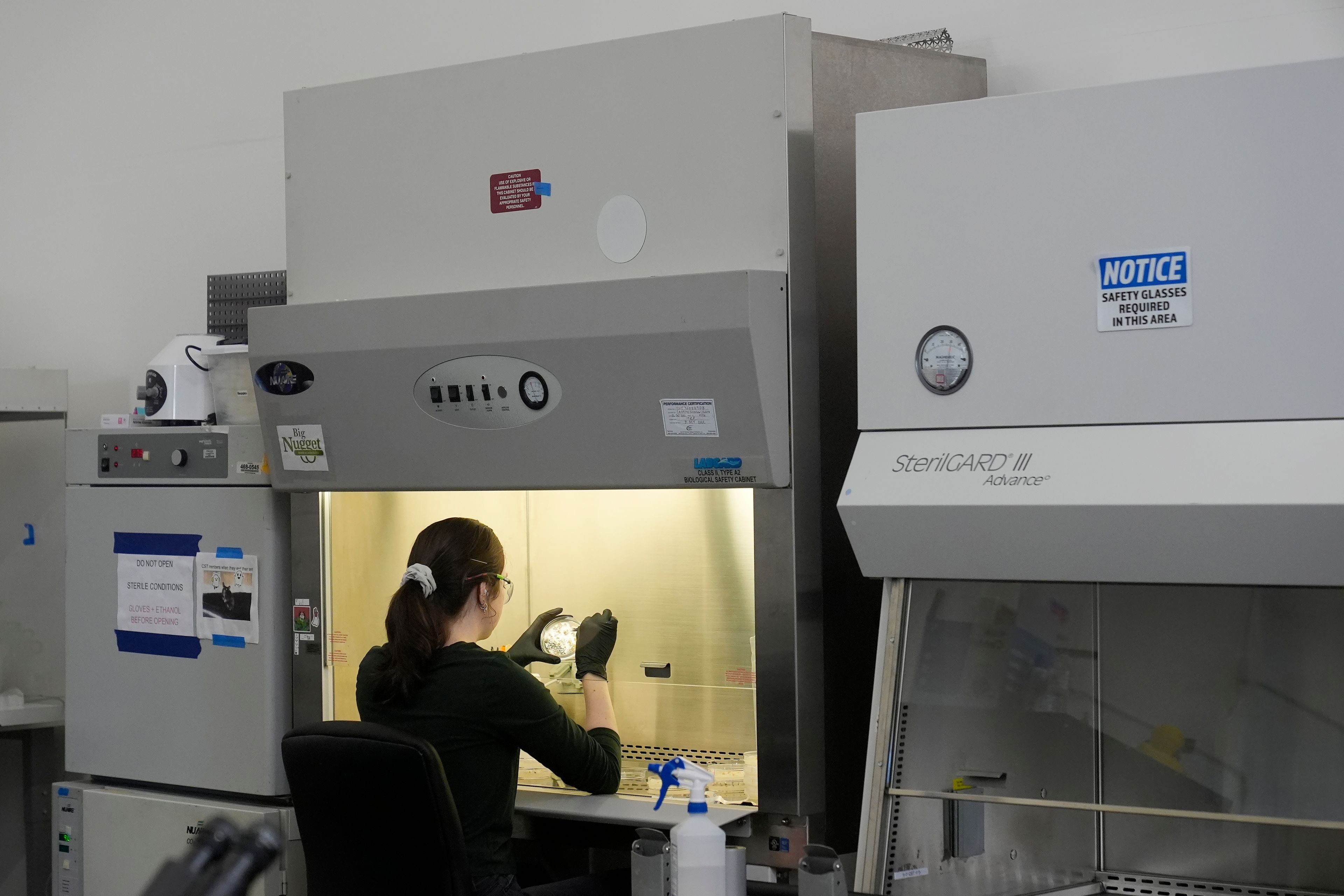 California Cultured's Erika Cavanaugh collects biological materials from cell lines for experimentation and production at the company's lab in West Sacramento, Calif., Wednesday, Aug. 28, 2024. (AP Photo/Jeff Chiu)