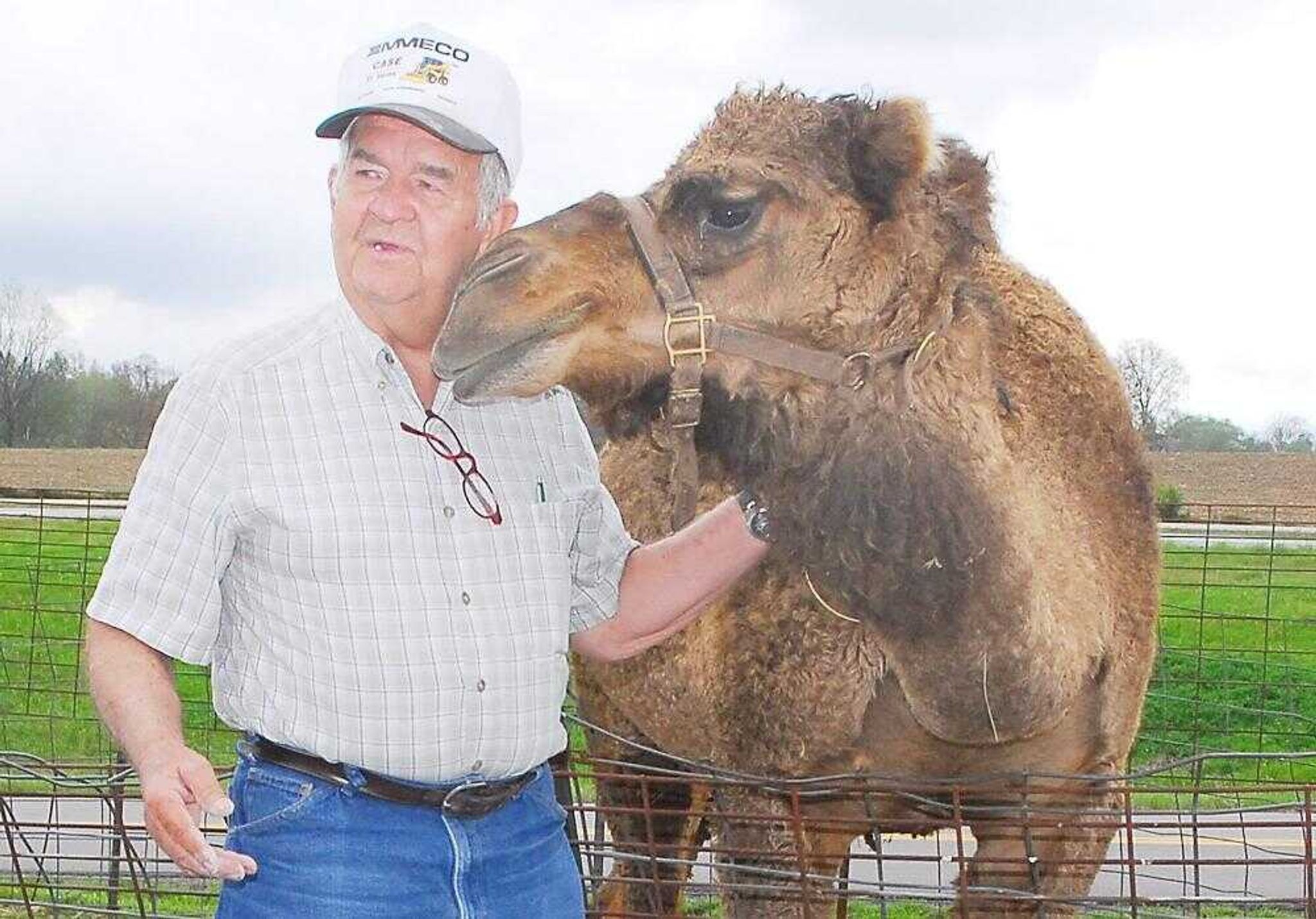 Miss C has been an icon in front of Clarence Shirrell's business in Jackson for several years. Soon there will be two camels because Miss C is pregnant.