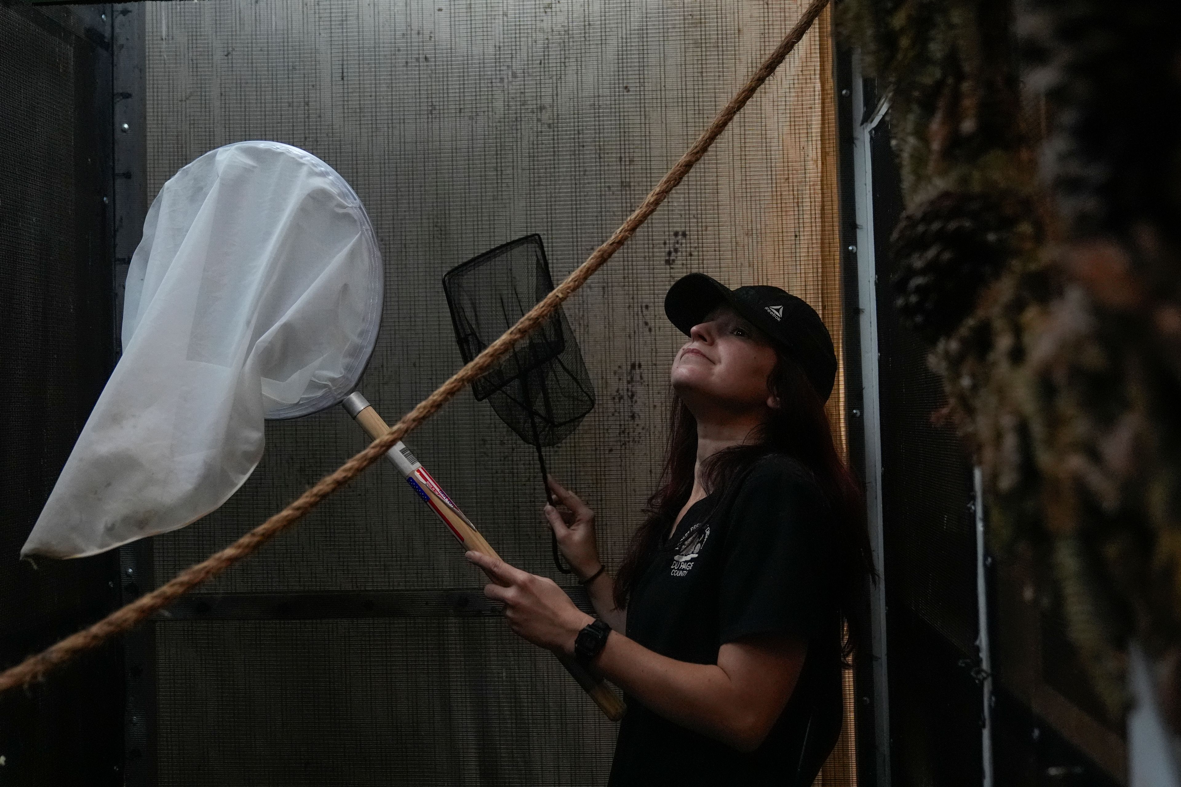 Wildlife Keeper Stephanie Scurtu looks to net songbirds inside a rehabilitation enclosure to determine if they are healthy enough for release at the DuPage Wildlife Conservation Center, Friday, Oct. 4, 2024, in Glen Ellyn, Ill. (AP Photo/Erin Hooley)