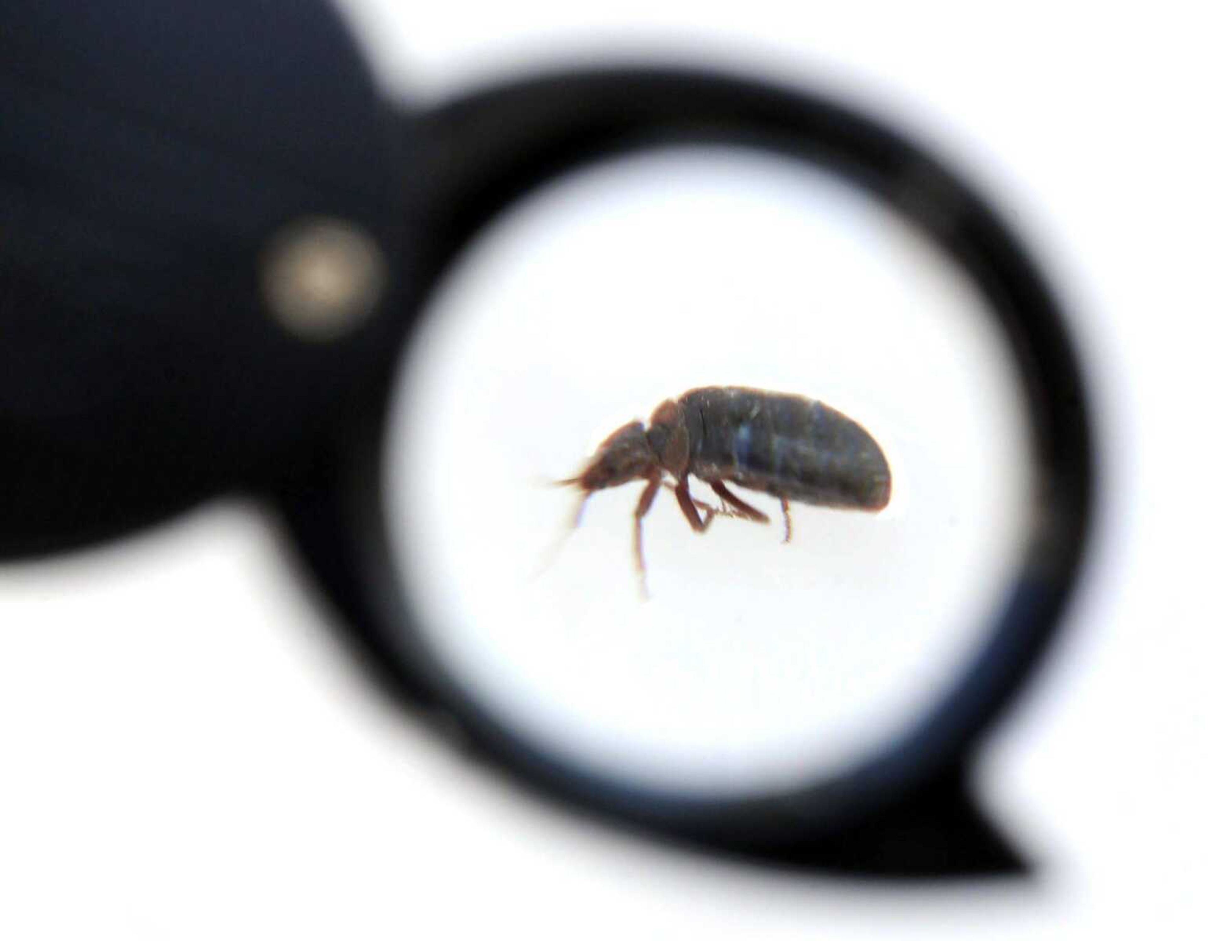 A small magnifying glass can be used to identify bedbugs. (Fred Lynch)