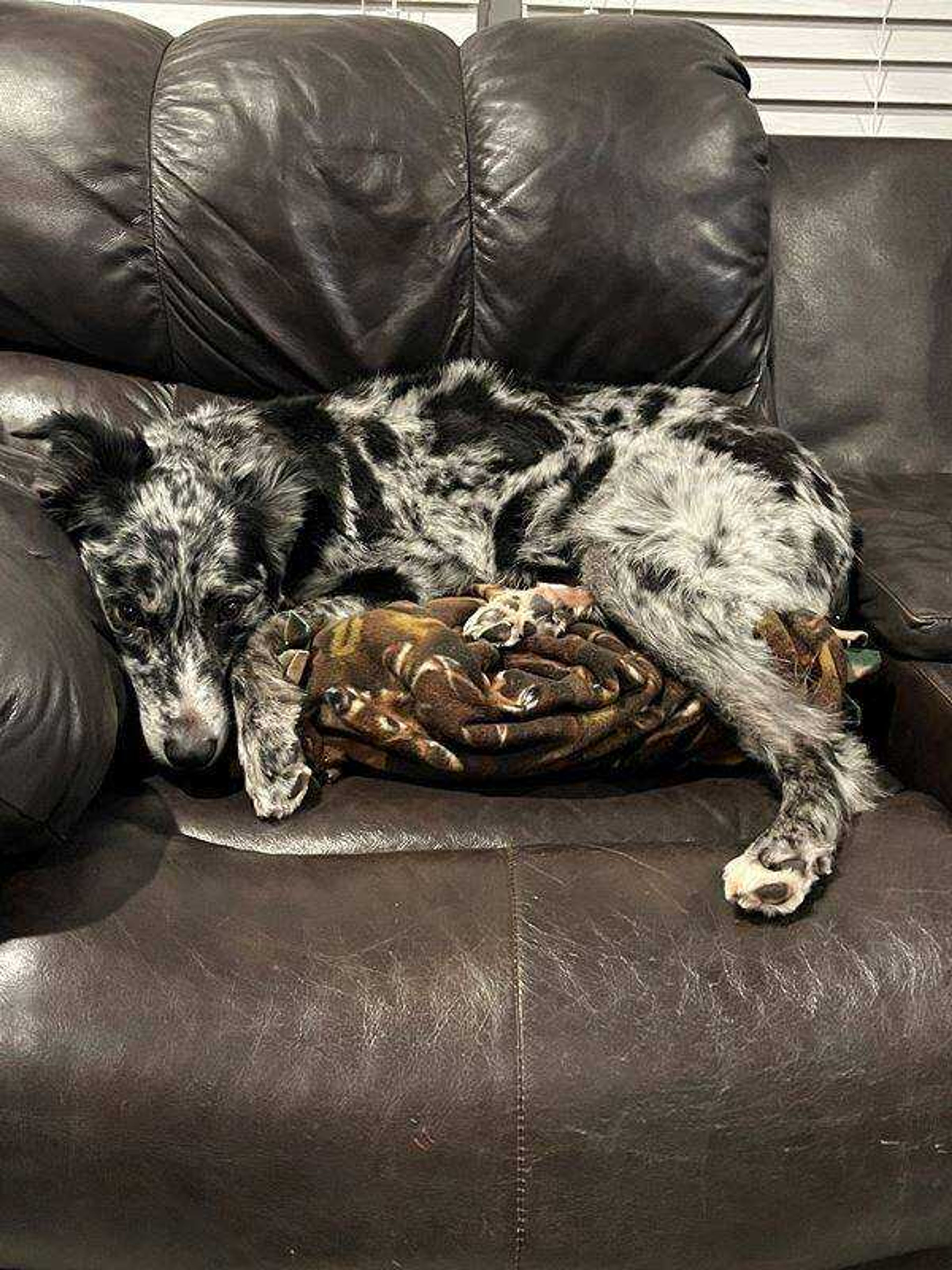 Pretty Fur Ball - Snuggled in after a long day of playing!