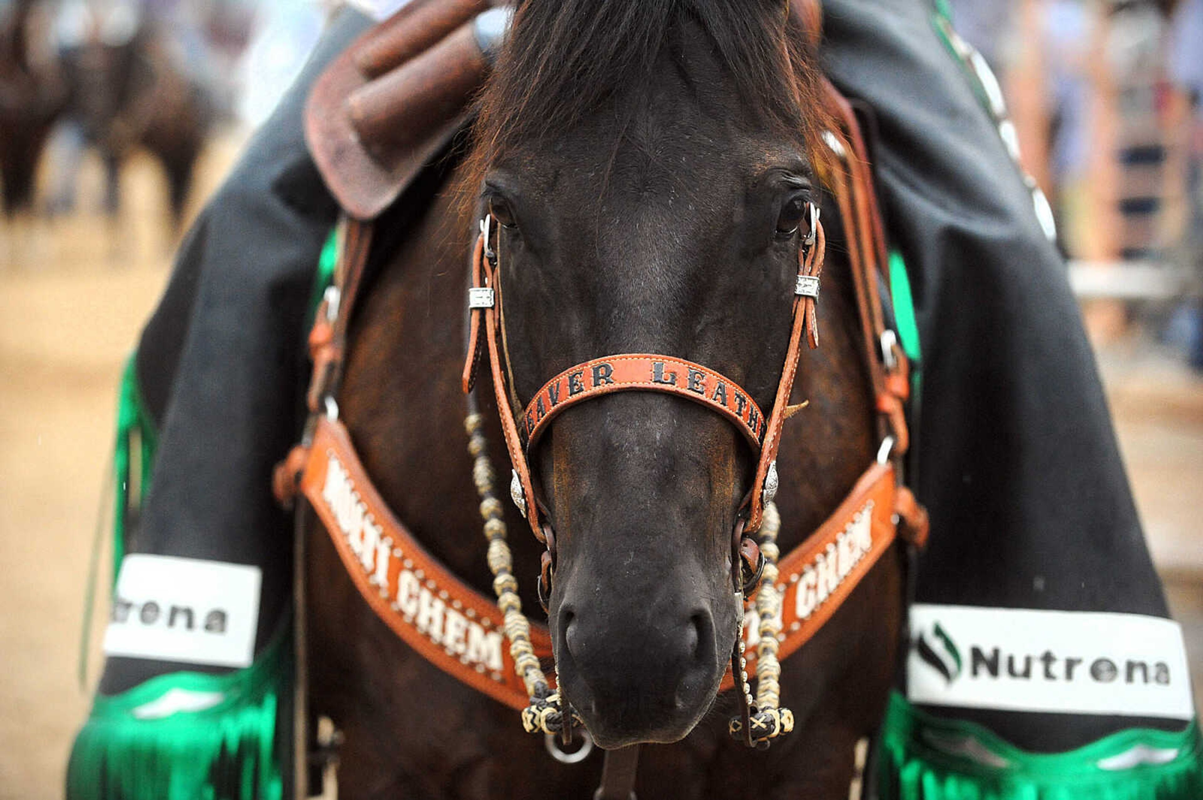 LAURA SIMON ~ lsimon@semissourian.com

Opening night of the Sikeston Jaycee Bootheel Rodeo, Wednesday, Aug. 6, 2014.