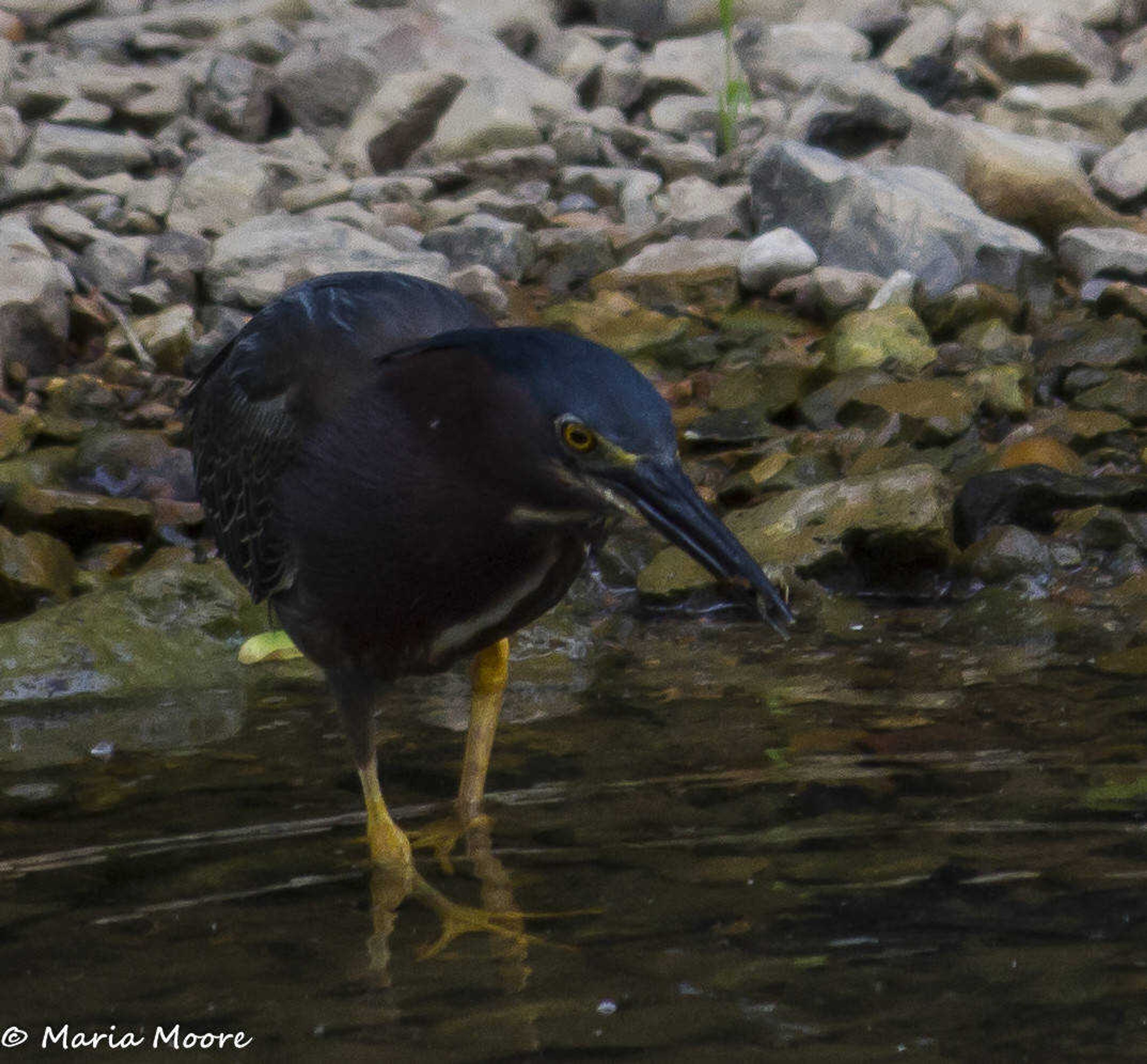 Green Heron with a crawdad