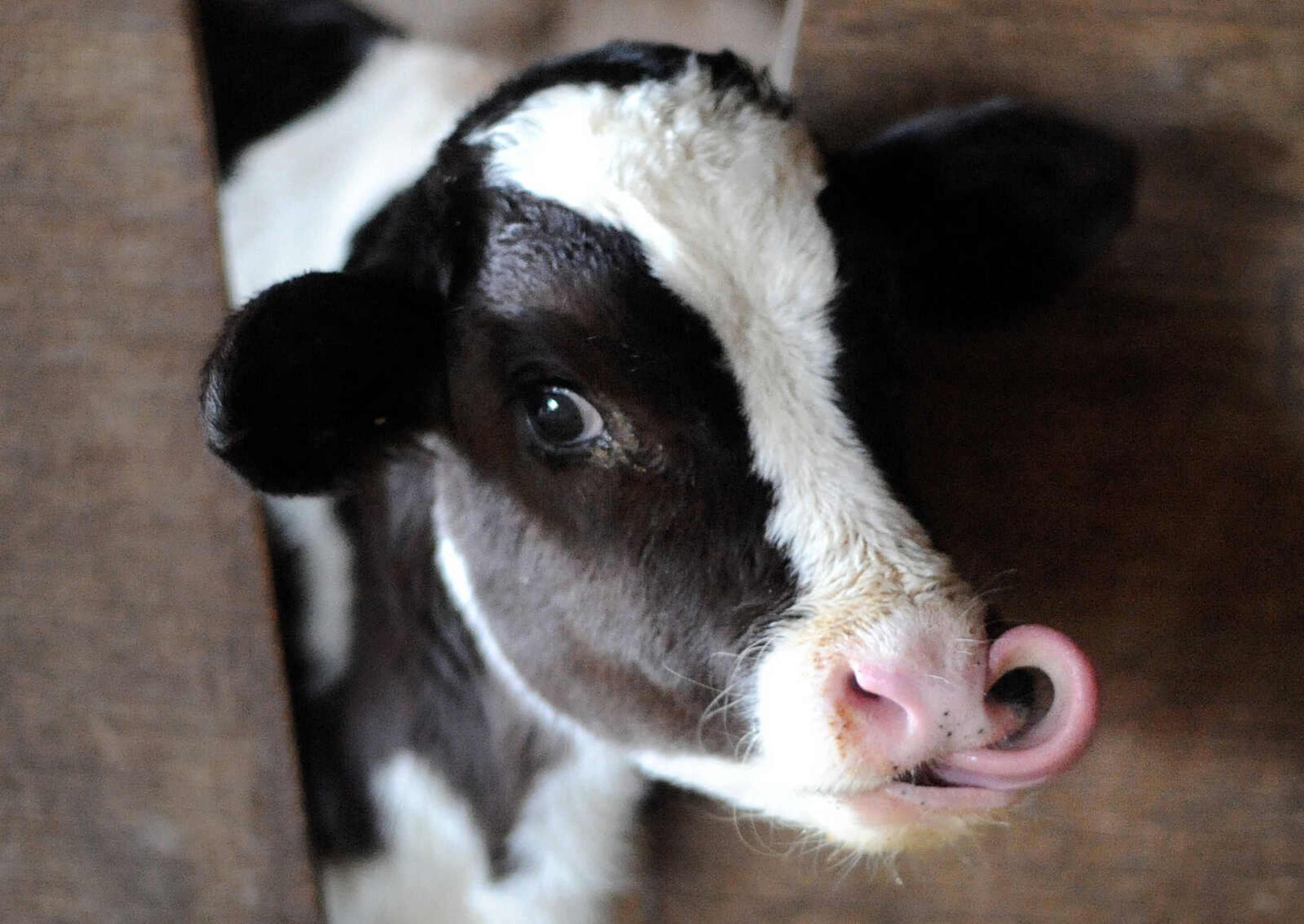 LAURA SIMON ~ lsimon@semissourian.com

A calf licks her lips, Tuesday, March 4, 2014.