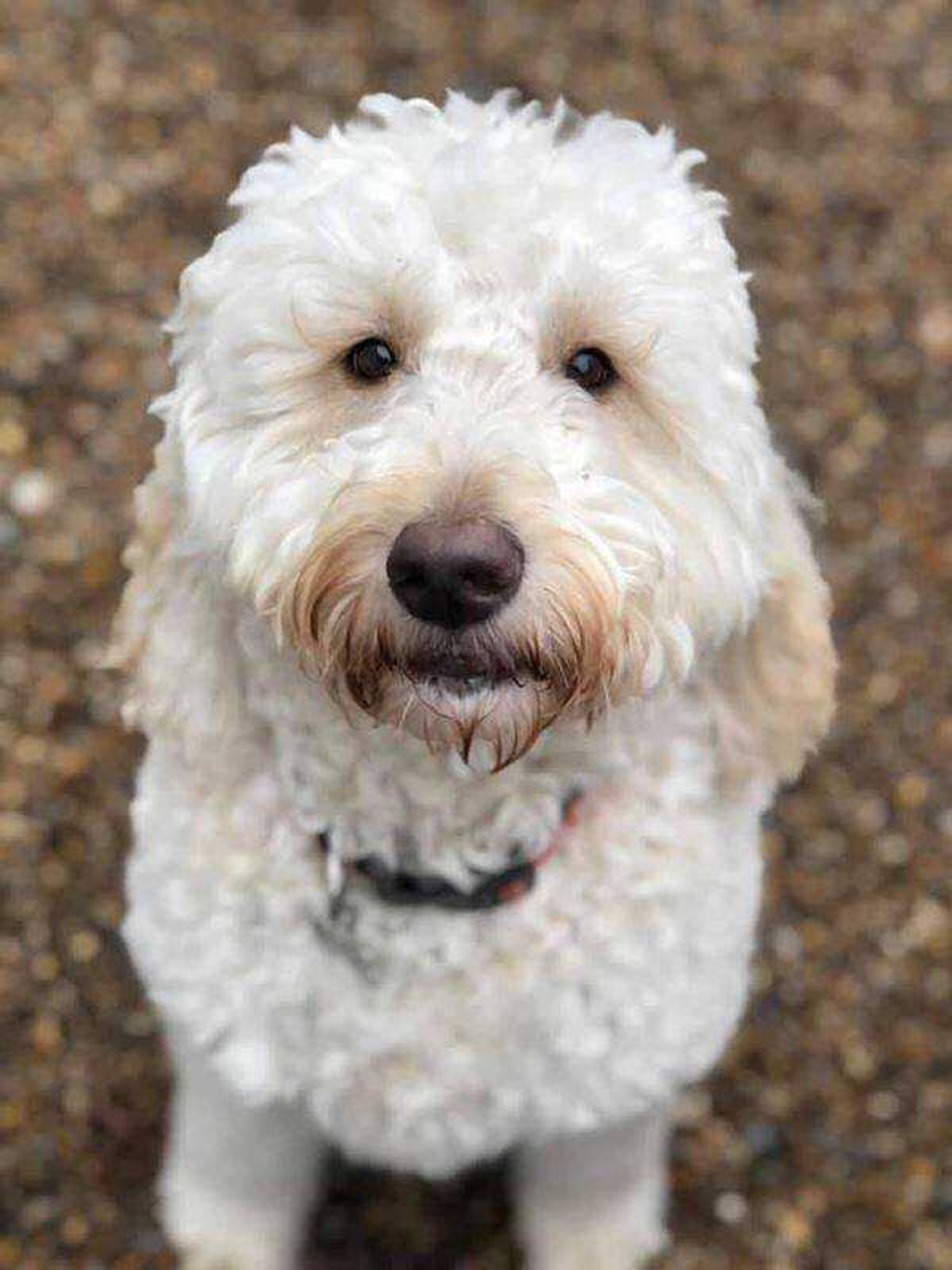 Cooper's Look of Love -&nbsp;Our goldendoodle Cooper melts our hearts with his adoring stare!