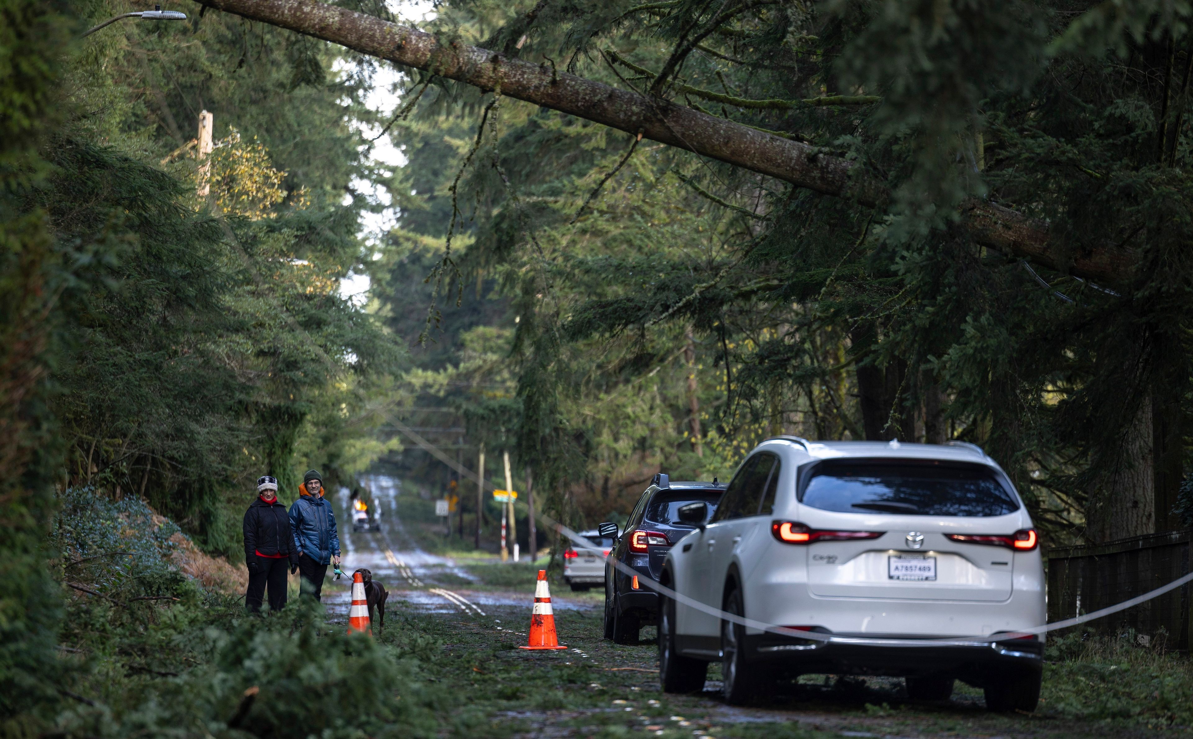 People walk their dog as cars maneuver around downed power lines and trees caused by a "bomb cyclone" storm, Wednesday, Nov. 20, 2024, in Bellevue, Wash. (Nick Wagner/The Seattle Times via AP)