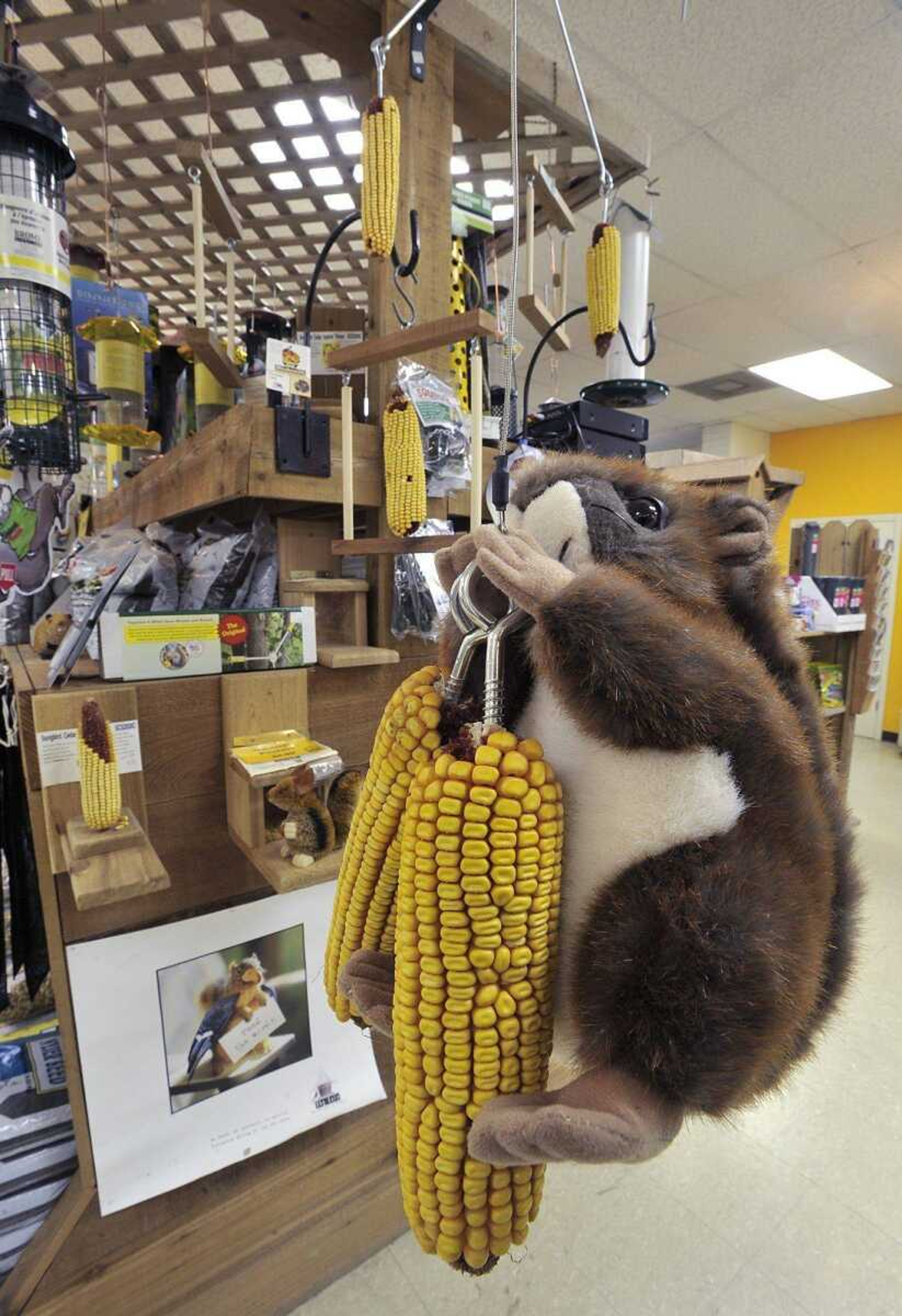 Squirrel-friendly feeders such as the Squngee, foreground, can provide free backyard entertainment. Common corn-on-the-cob holders will suffice but with less amusement for humans. (Fred Lynch)