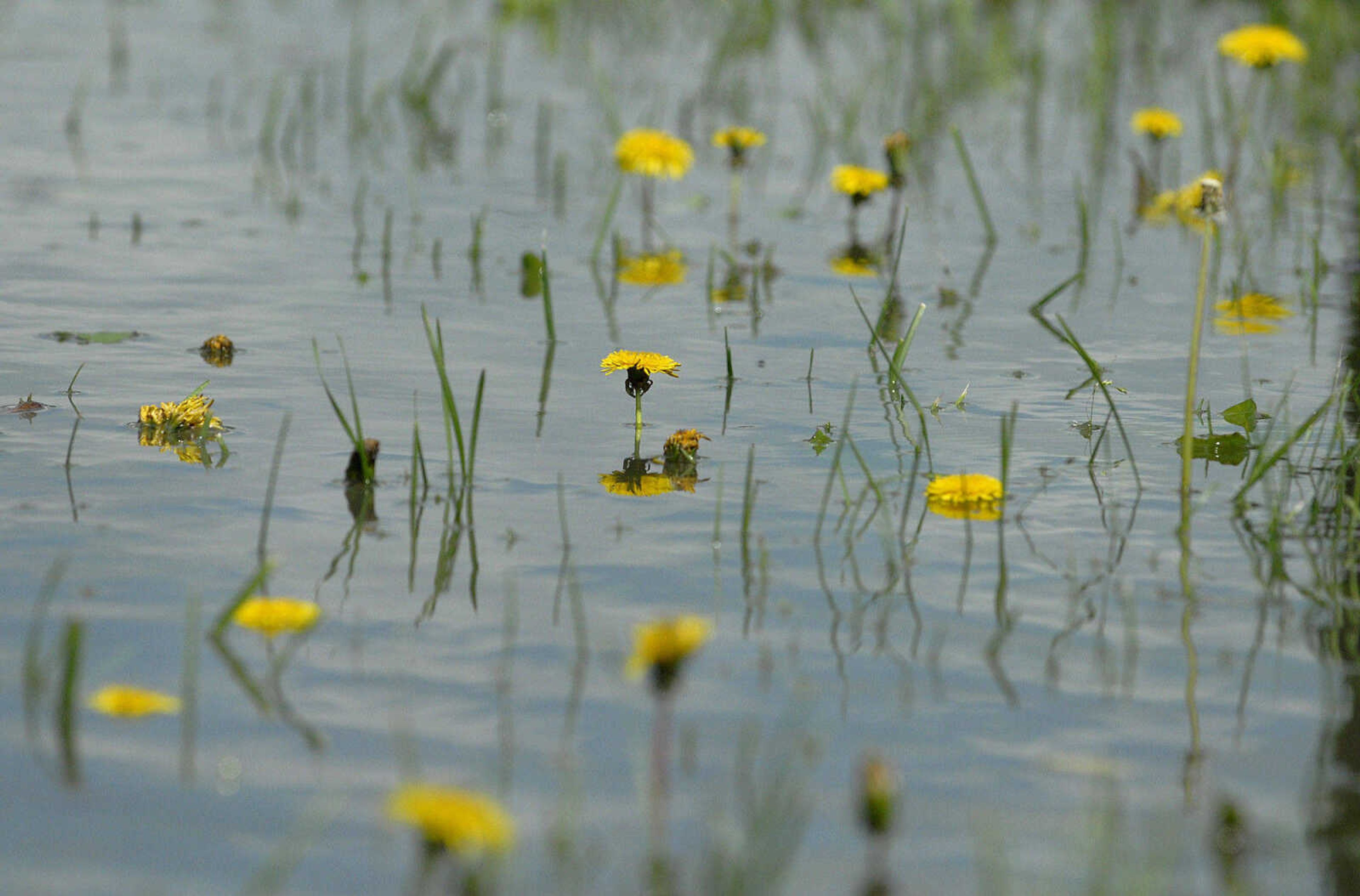 LAURA SIMON~lsimon@semissourian.com
Dandelions and blades of grass peak out from the Mississippi River floodwater Thursday, April 28, 2011 in Cape Girardeau.