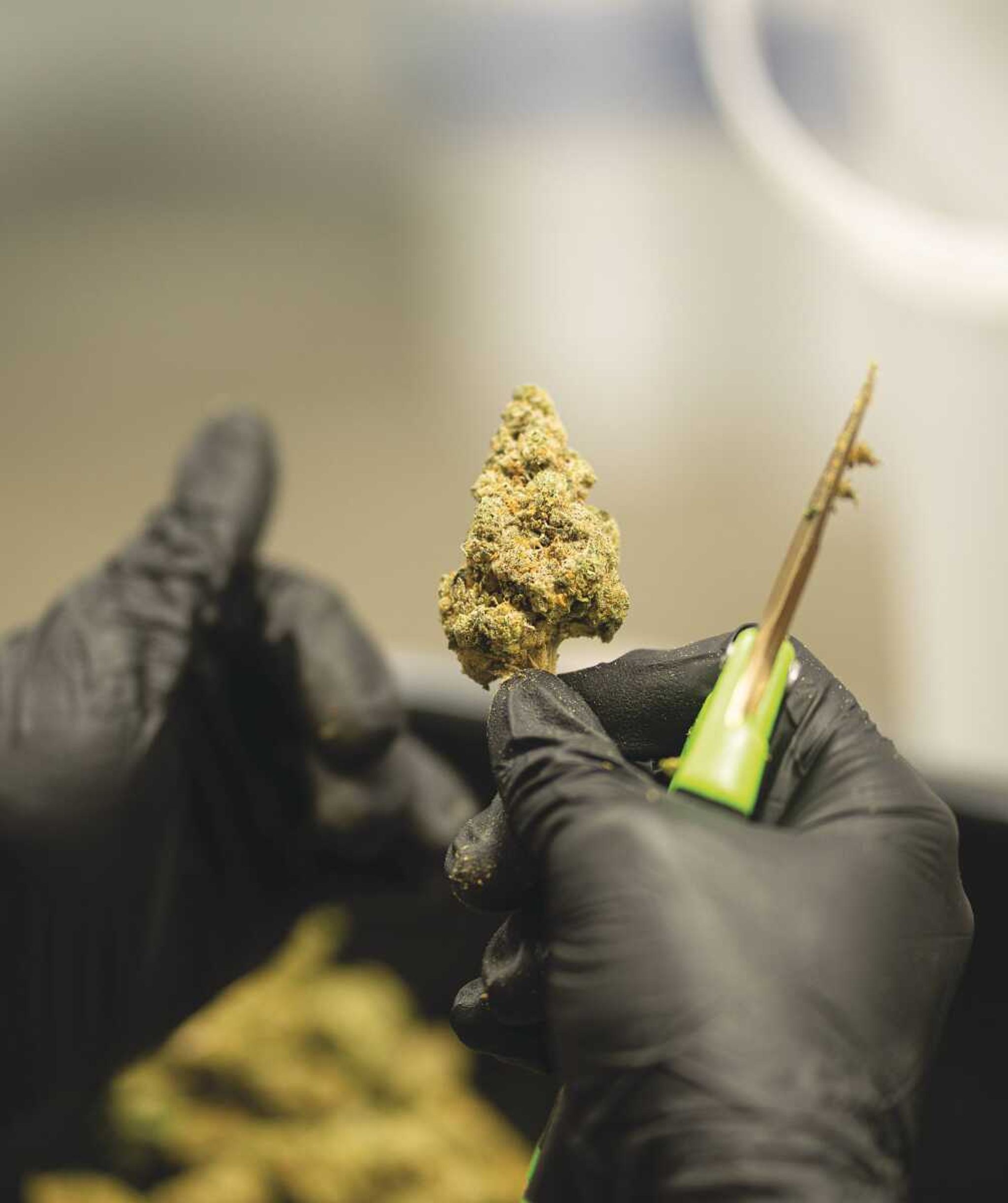 Workers carefully trim some of the cannabis flowers by hand at Organic Remedies-Missouri's medical marijuana growing facility in Chaffee on Friday, June 10, 2022. 