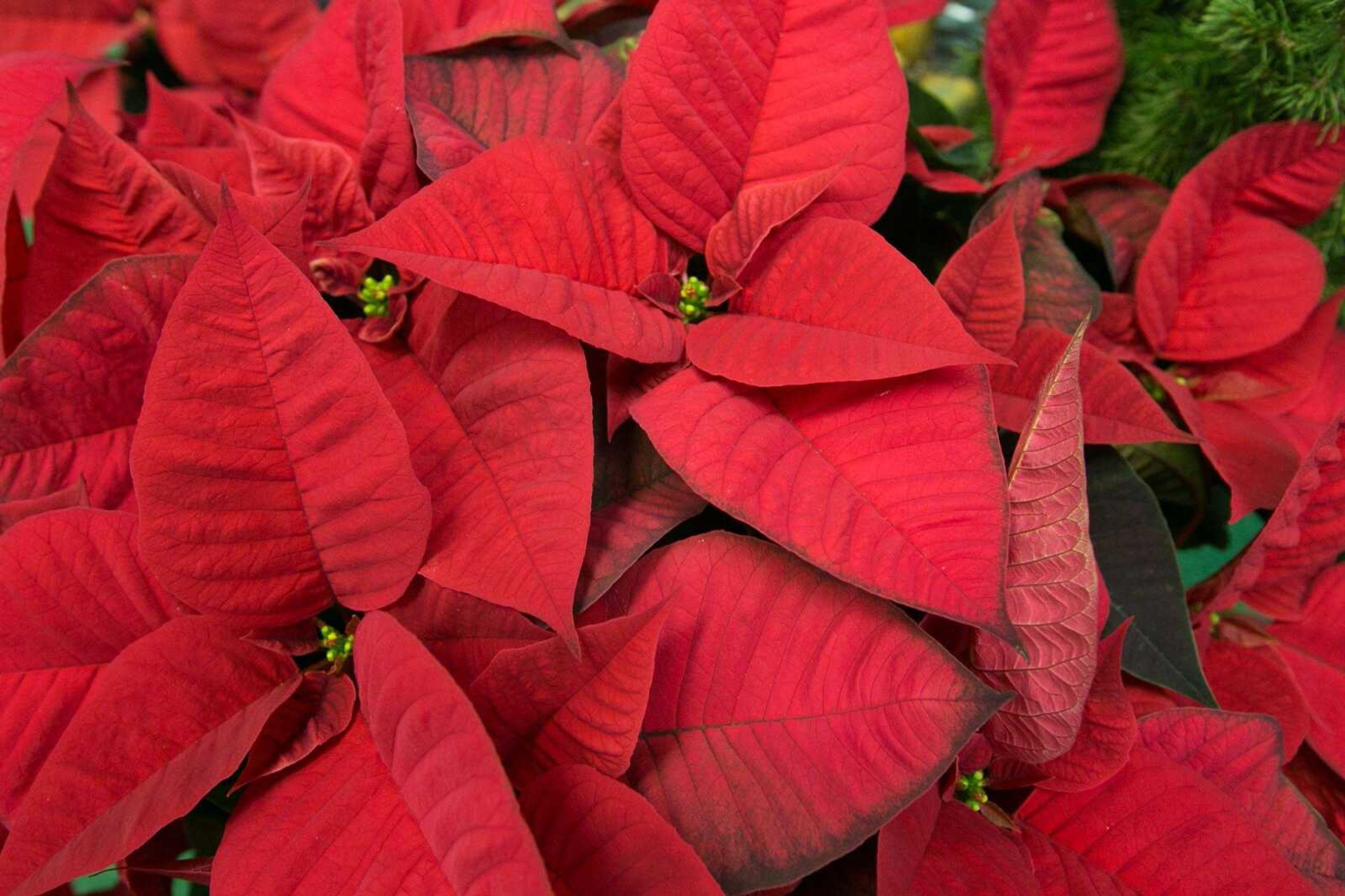 Poinsettias sit in an arrangement at Sunny Hill Gardens & Florist. (Glenn Landberg)