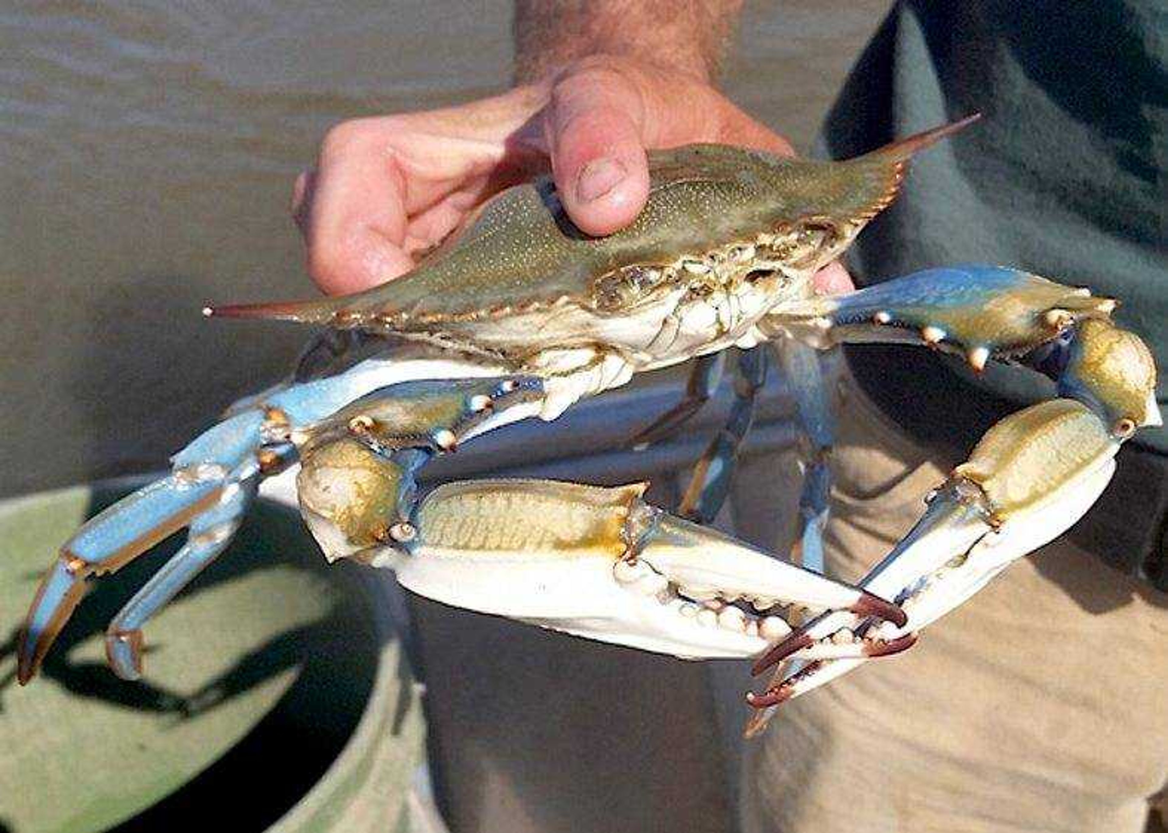 A blue crab recently surprised resource scientists with the Missouri Department of Conservation during fish sampling on the Mississippi River. (Submitted by Missouri Department of Conservation)