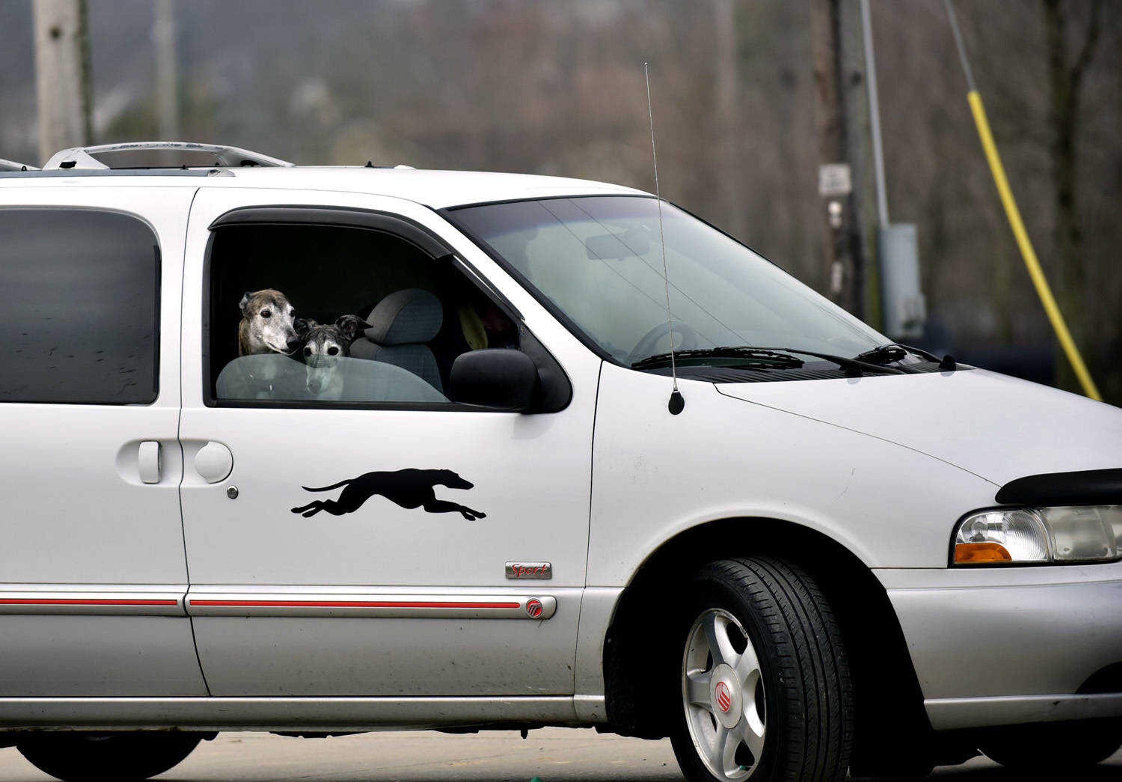 Greyhounds look out the window of a van with a greyhound decal on the passenger door as it arrives at the Cousin Carl Farm Show on Saturday, March 10, 2018, at Arena Park in Cape Girardeau.