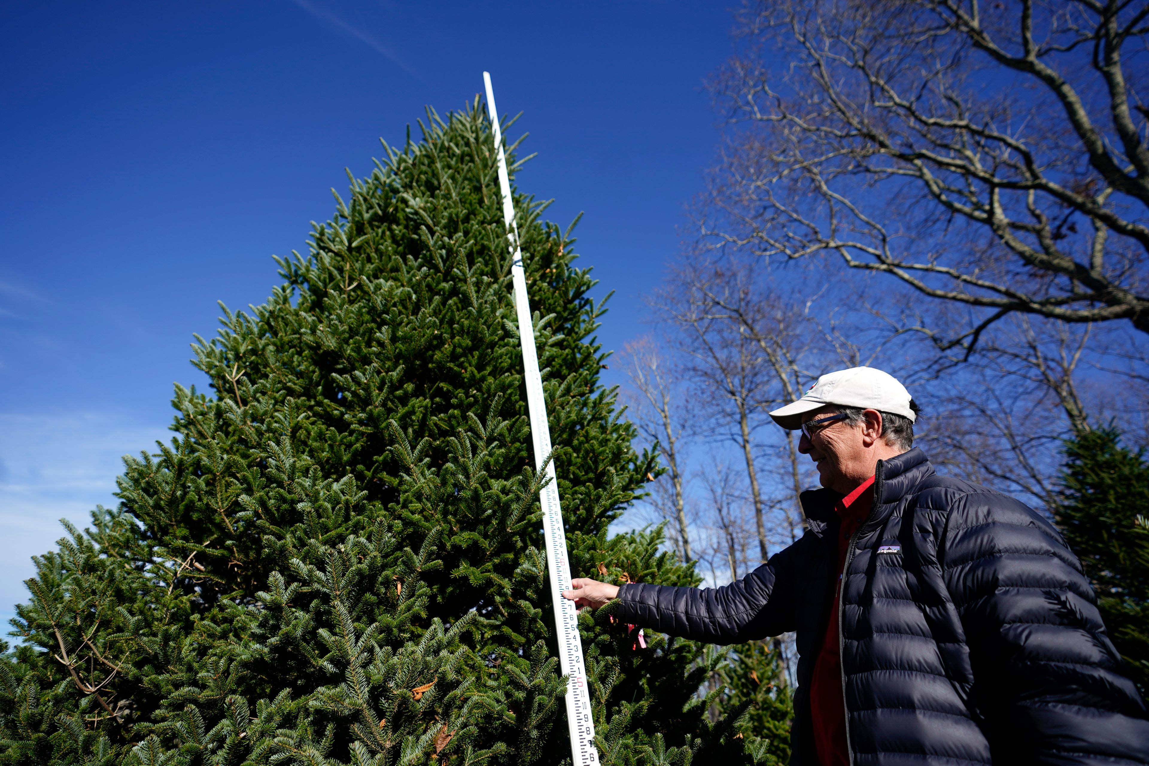 Sam Cartner Jr., co-owner of Cartner's Christmas Tree Farm, measures the official White House Christmas tree, a 20-foot Fraser fir, Wednesday, Nov. 13, 2024, in Newland, N.C. (AP Photo/Erik Verduzco)