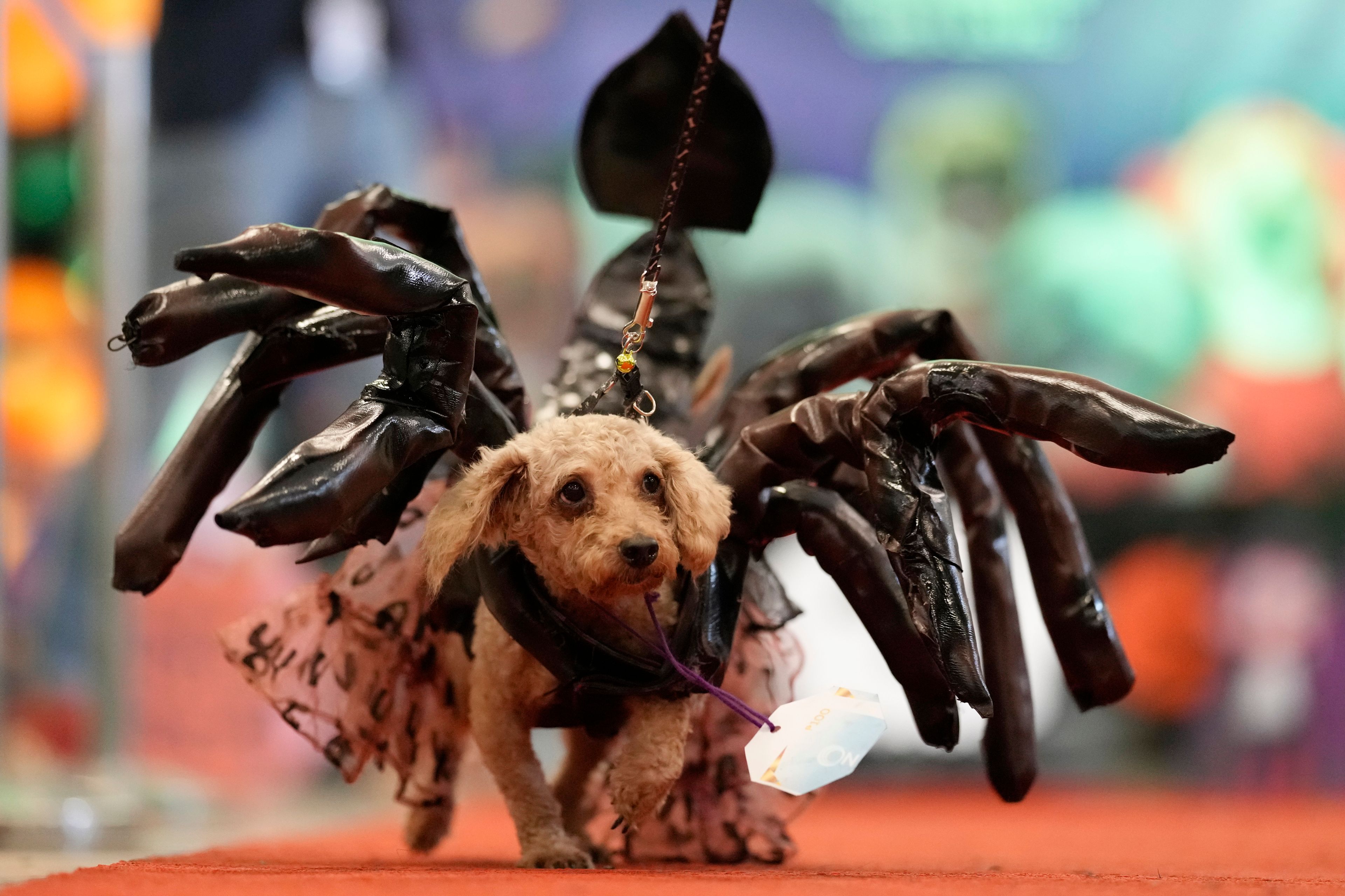 Elsa, a 7-year-old poodle, walks wearing a scorpion costume during a Halloween pet party at a mall in Valenzuela city, Philippines on Saturday, Oct. 19, 2024. (AP Photo/Aaron Favila)