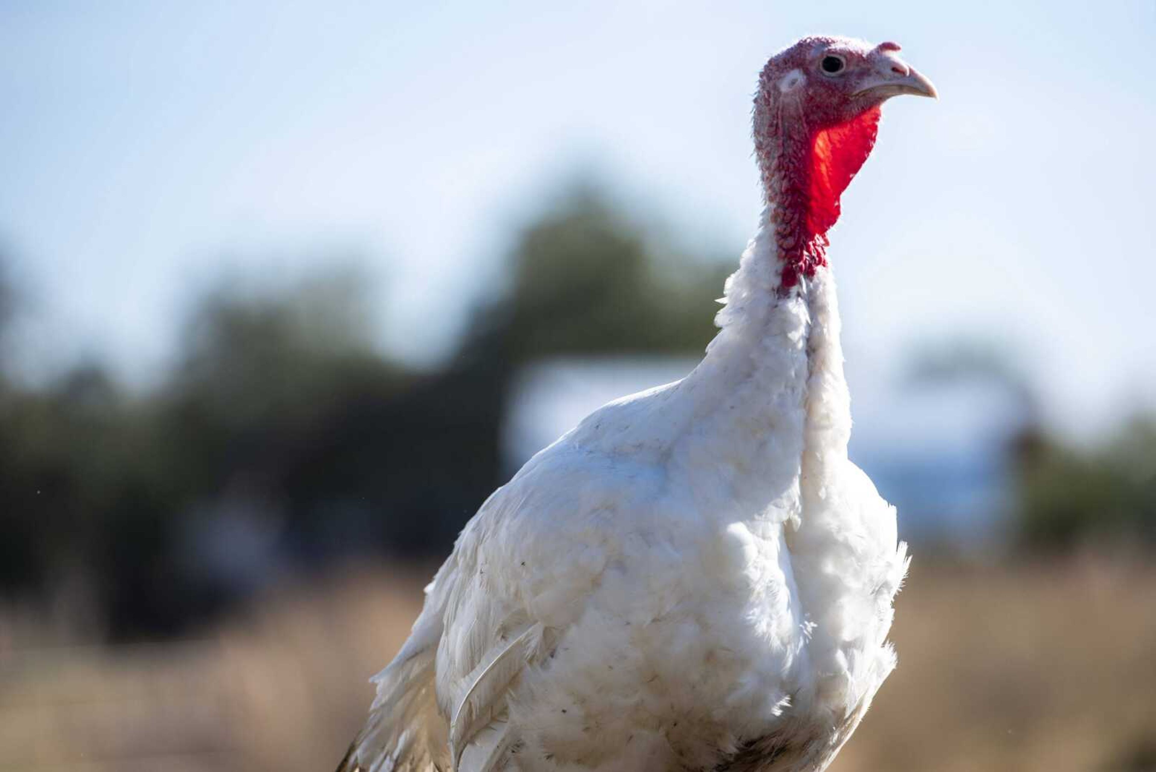 A turkey is seen at Farrar Out Farm Oct. 23 in rural Perry County.