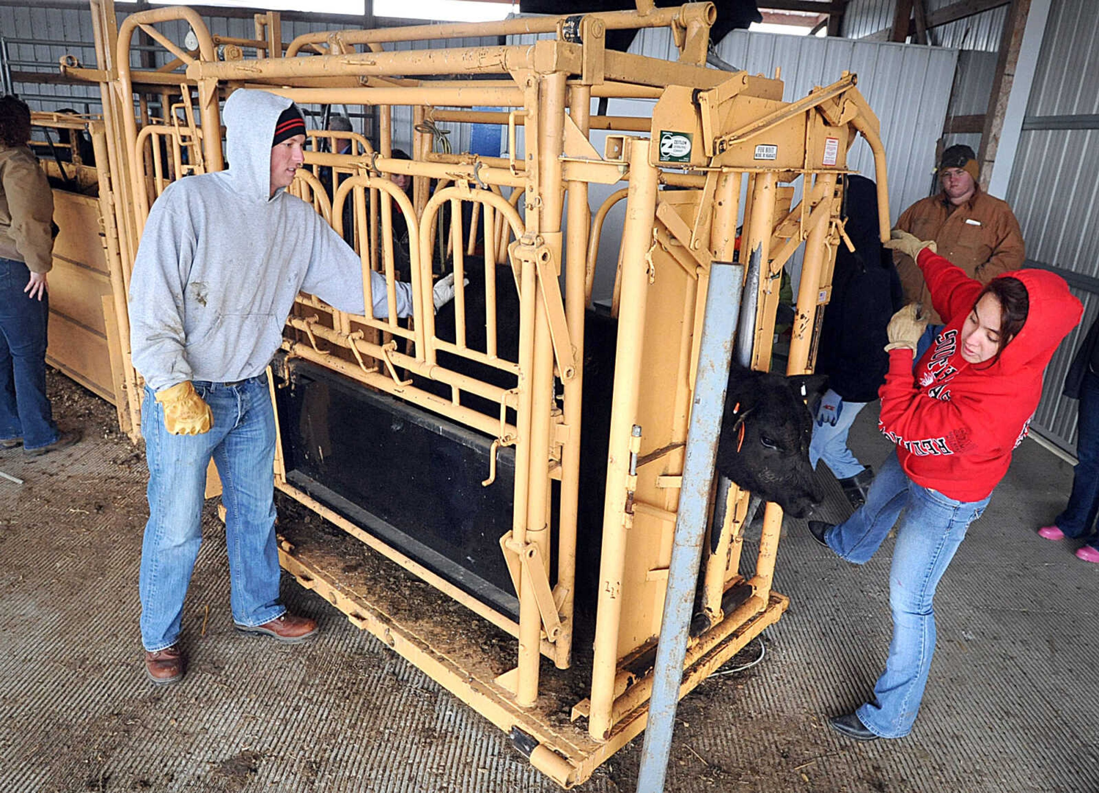 LAURA SIMON ~ lsimon@semissourian.com

Tony Zerrusem helps Christina Parry trap a calf in the head chute at Southeast Missouri State University's David M. Barton Agriculture Research Center in Gordonville. The calves recieve vaccines, ear tags and weaning devices while in the head shoot.