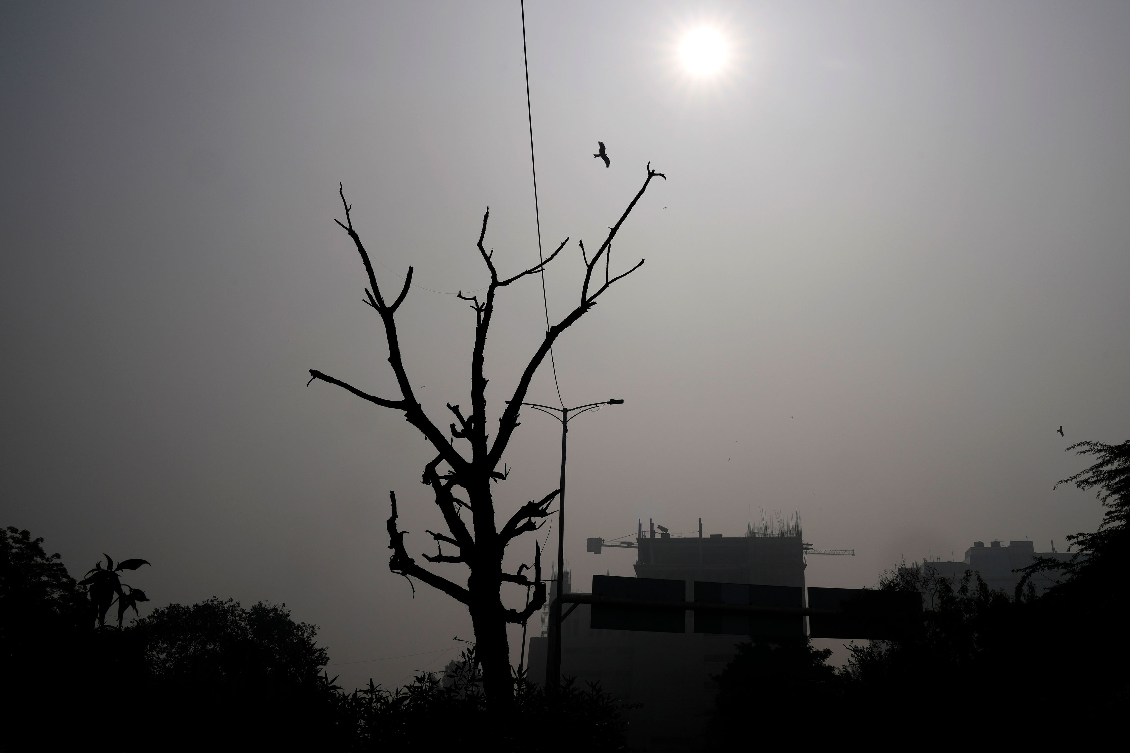 A bird flies through a thick layer of smog in New Delhi, India, Thursday, Nov. 14, 2024. (AP Photo/Manish Swarup)