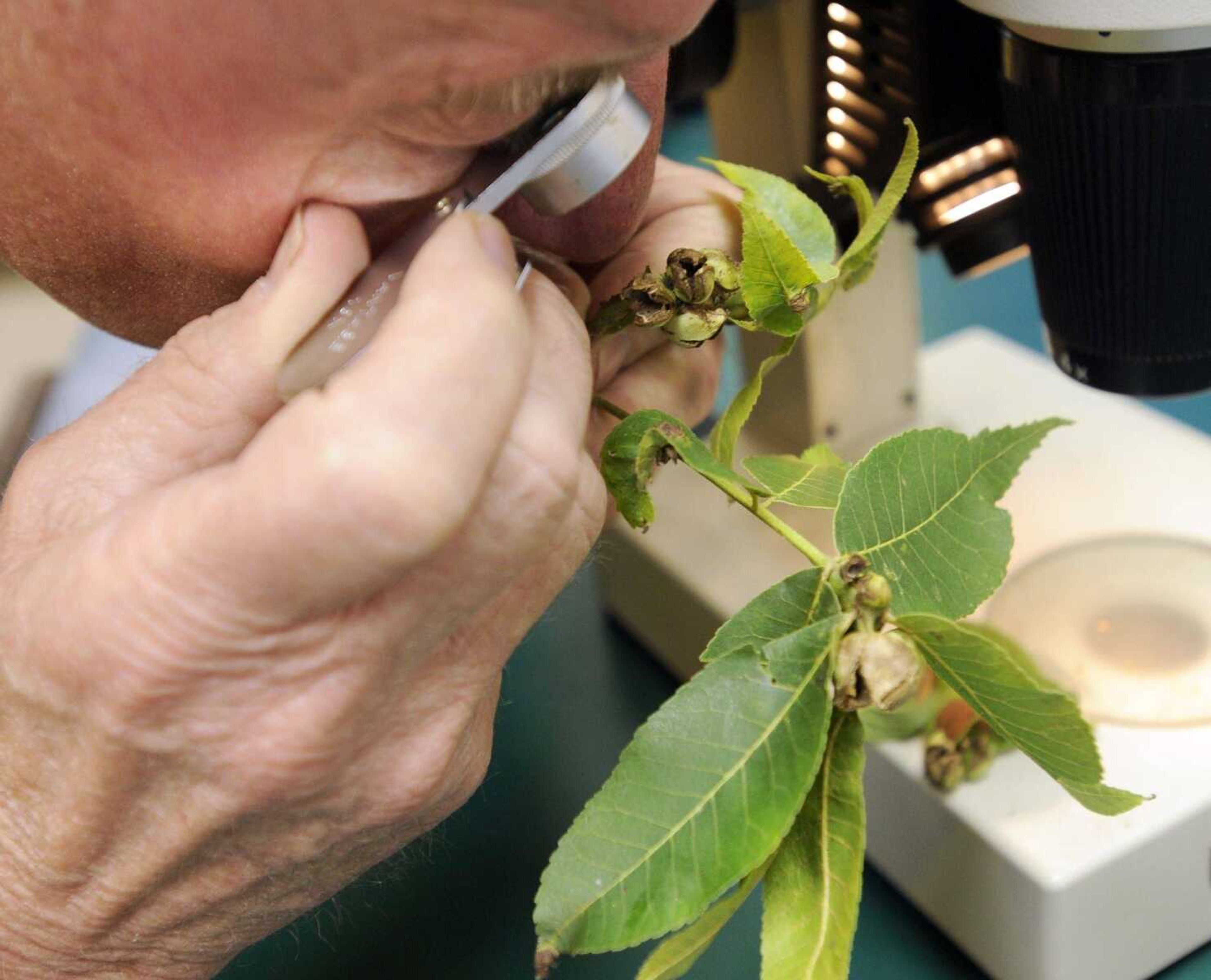 Paul Schnare uses a loupe magnifier to diagnose a problem with a plant specimen.