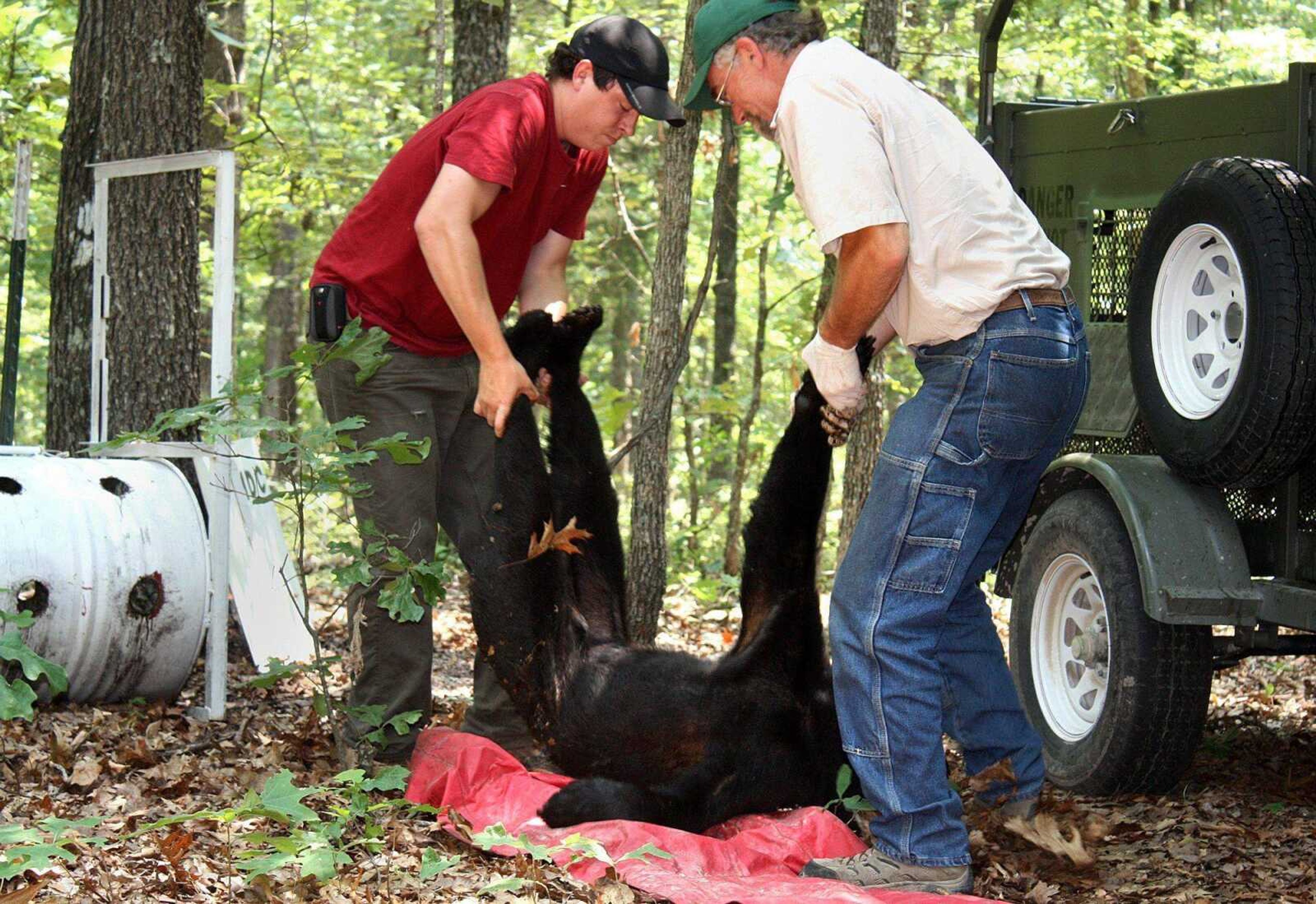 Missouri Department of Conservation resource scientist Jeff Beringer and a team member remove a 130-pound subadult black bear from a barrel trap Tuesday in Oregon County. (Callie Clark Miller)