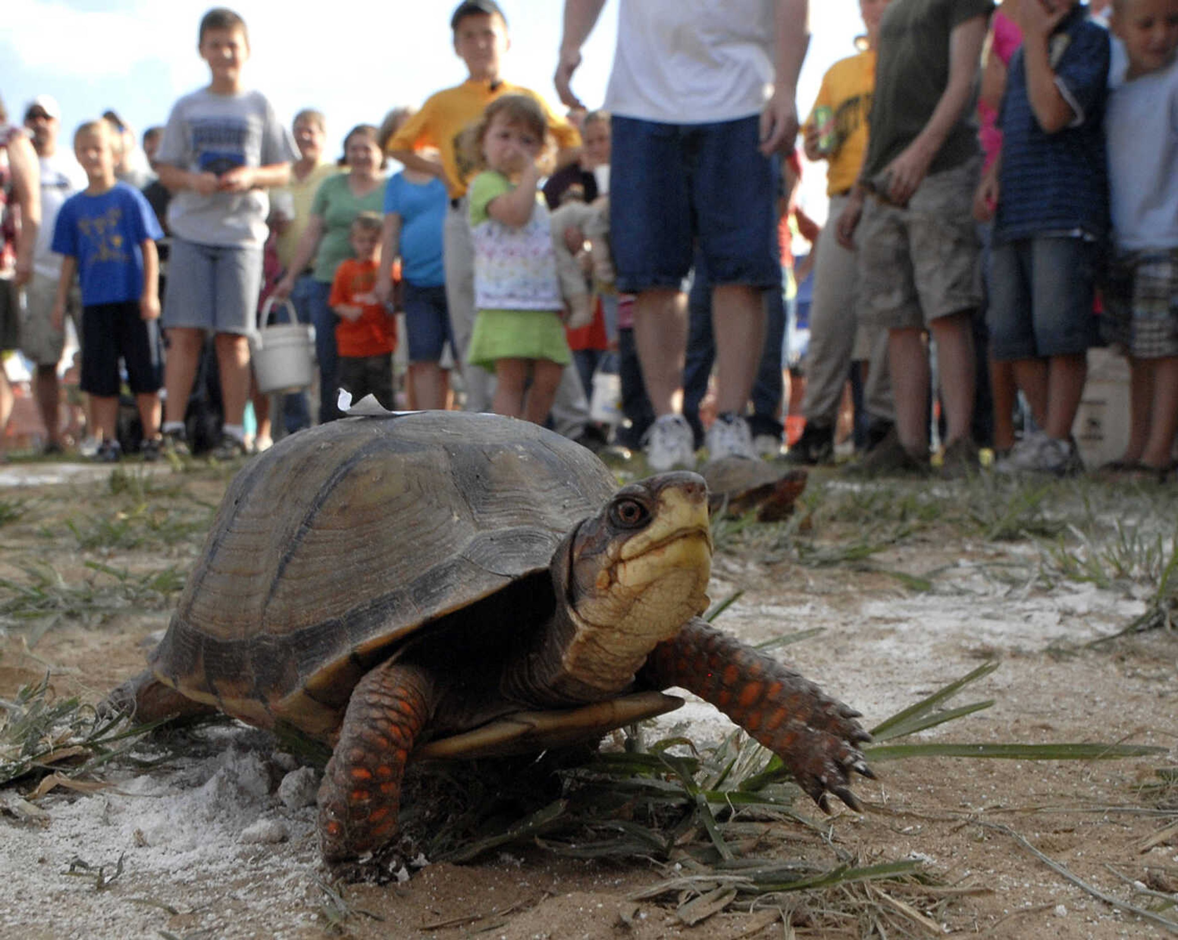 FRED LYNCH ~ flynch@semissourian.com
Turtle races attract young and old at the New Hamburg Picnic.