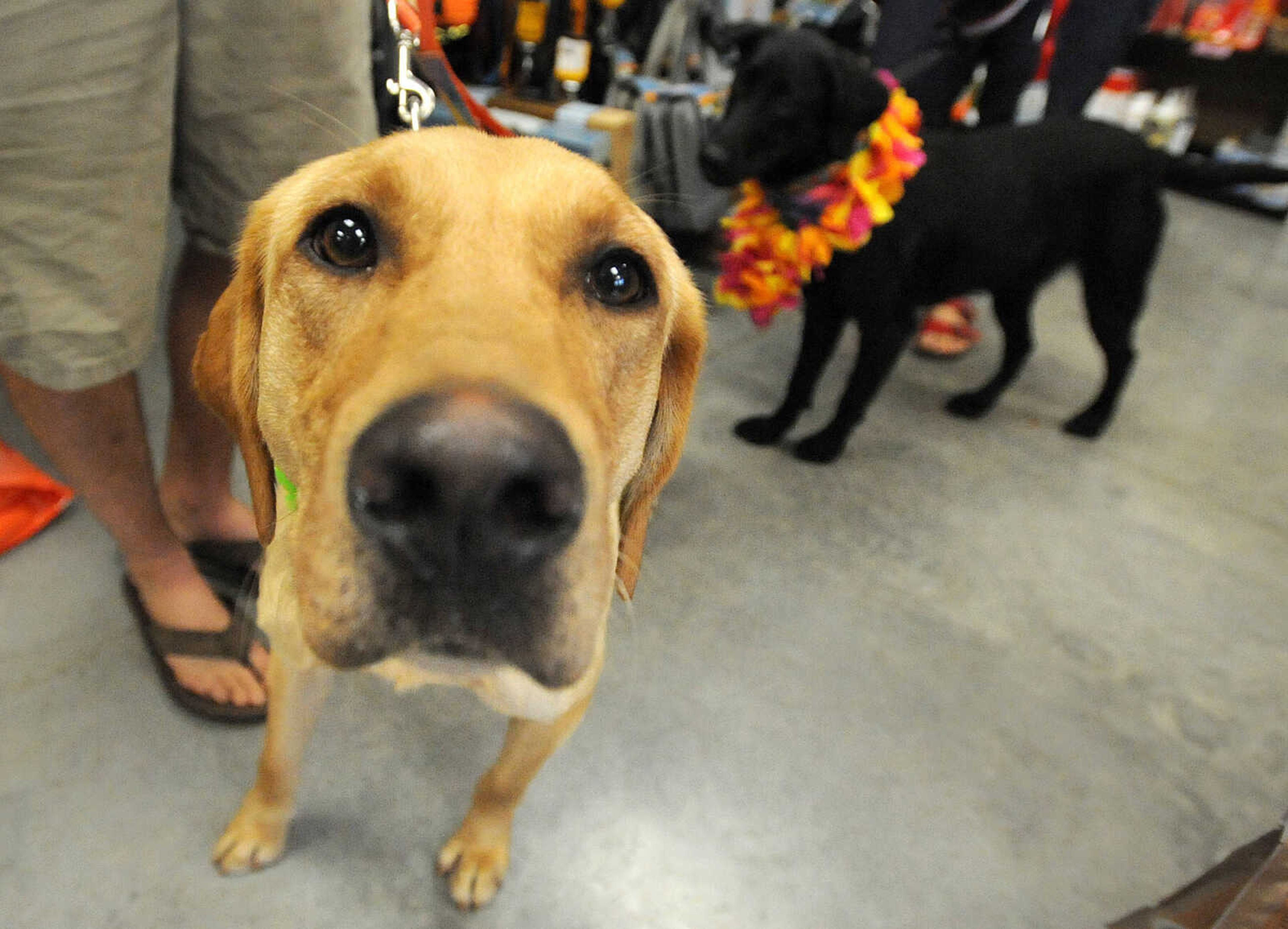 LAURA SIMON ~ lsimon@semissourian.com

Liam, left, and Reilley hang out luau style, Saturday, July 12, 2014, during the Bow Wow Luau at Busch Pet Products and Care in Cape Girardeau.