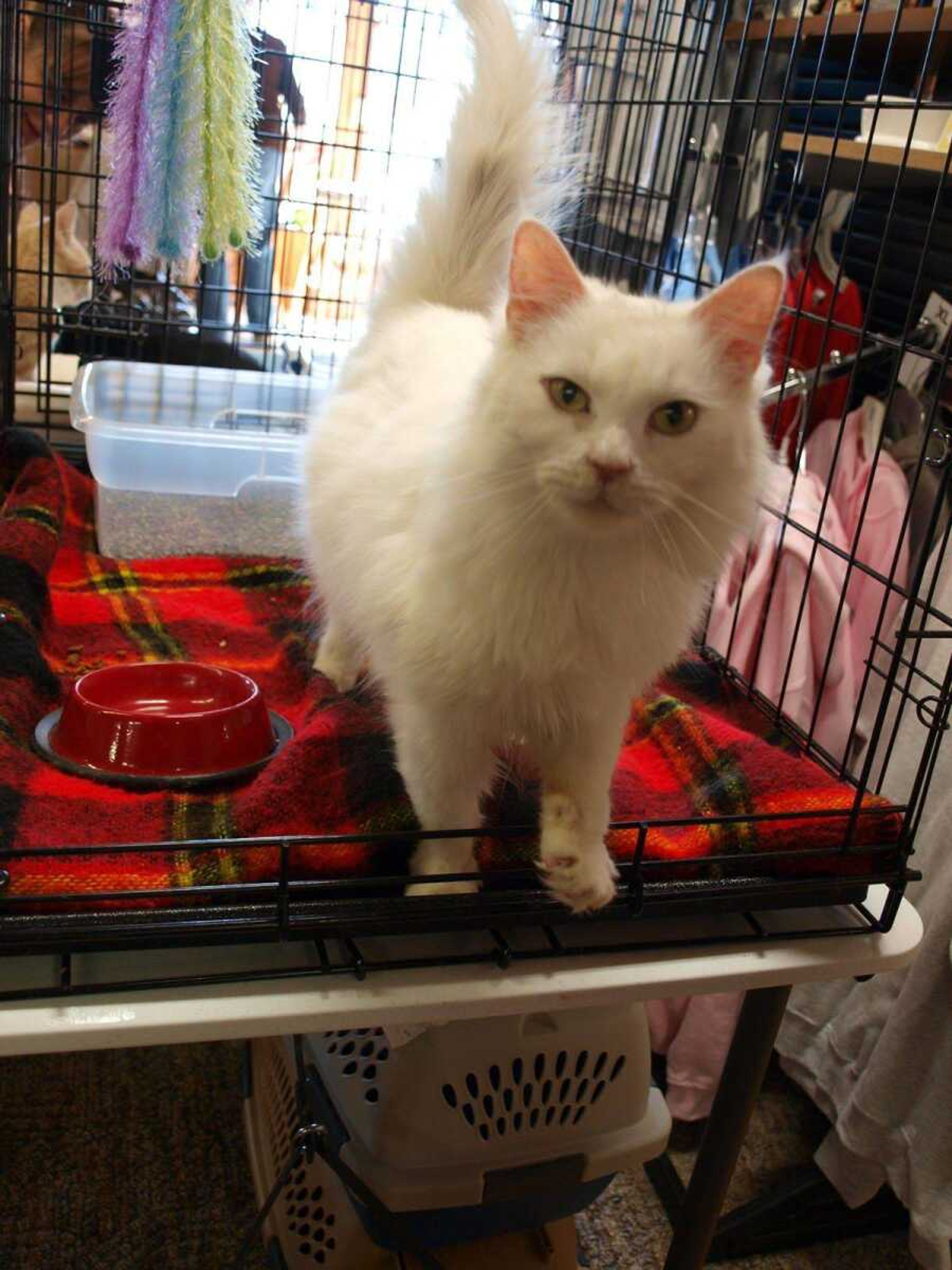 Lilly is a 4-year-old small white fluffy cat with big personality. She's playful and a good time, yet also loves attention from children and adults.