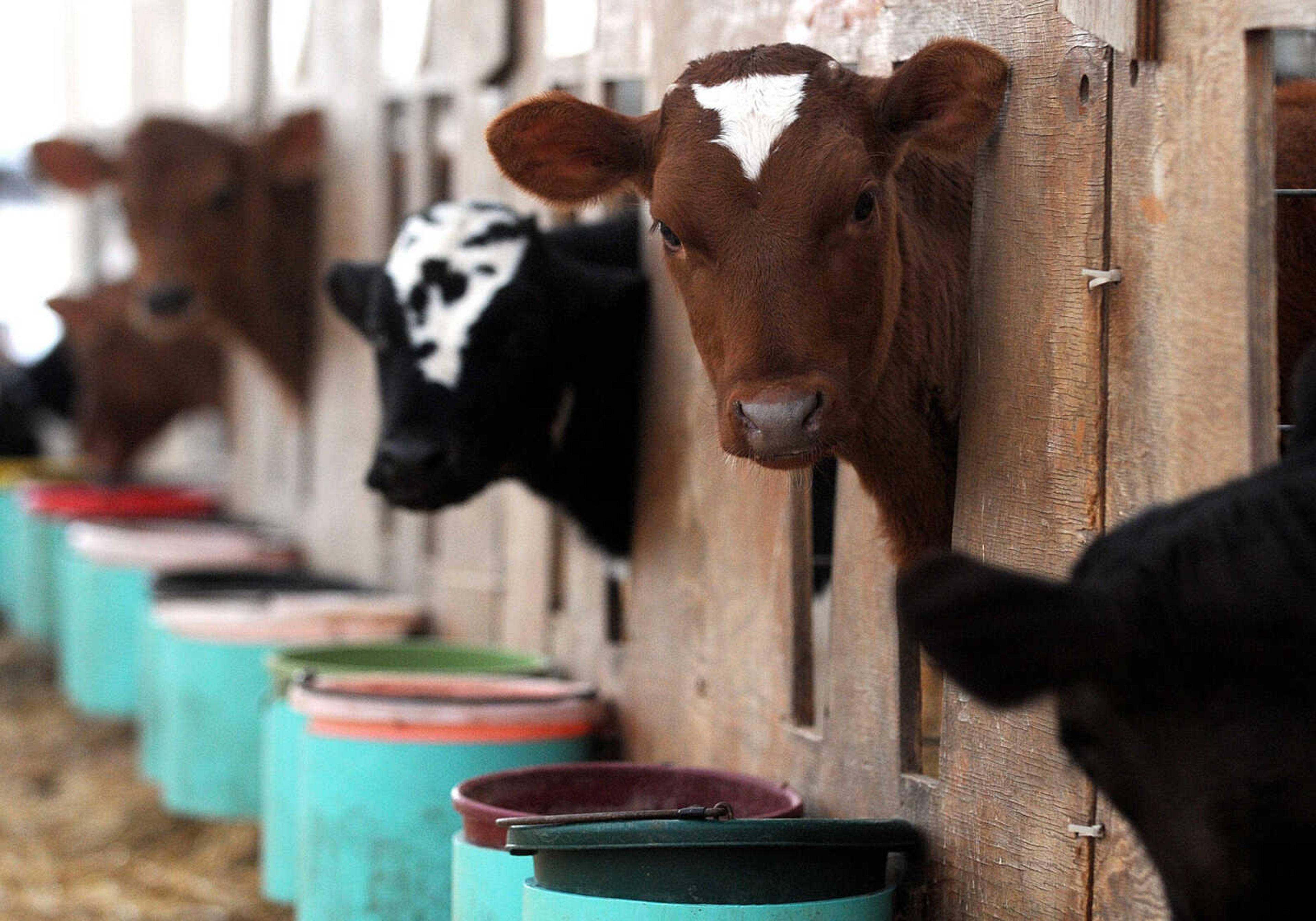 LAURA SIMON ~ lsimon@semissourian.com

Calves wait for fresh milk at Jerry Siemer's Cape Girardeau dairy farm, Tuesday, March 4, 2014.