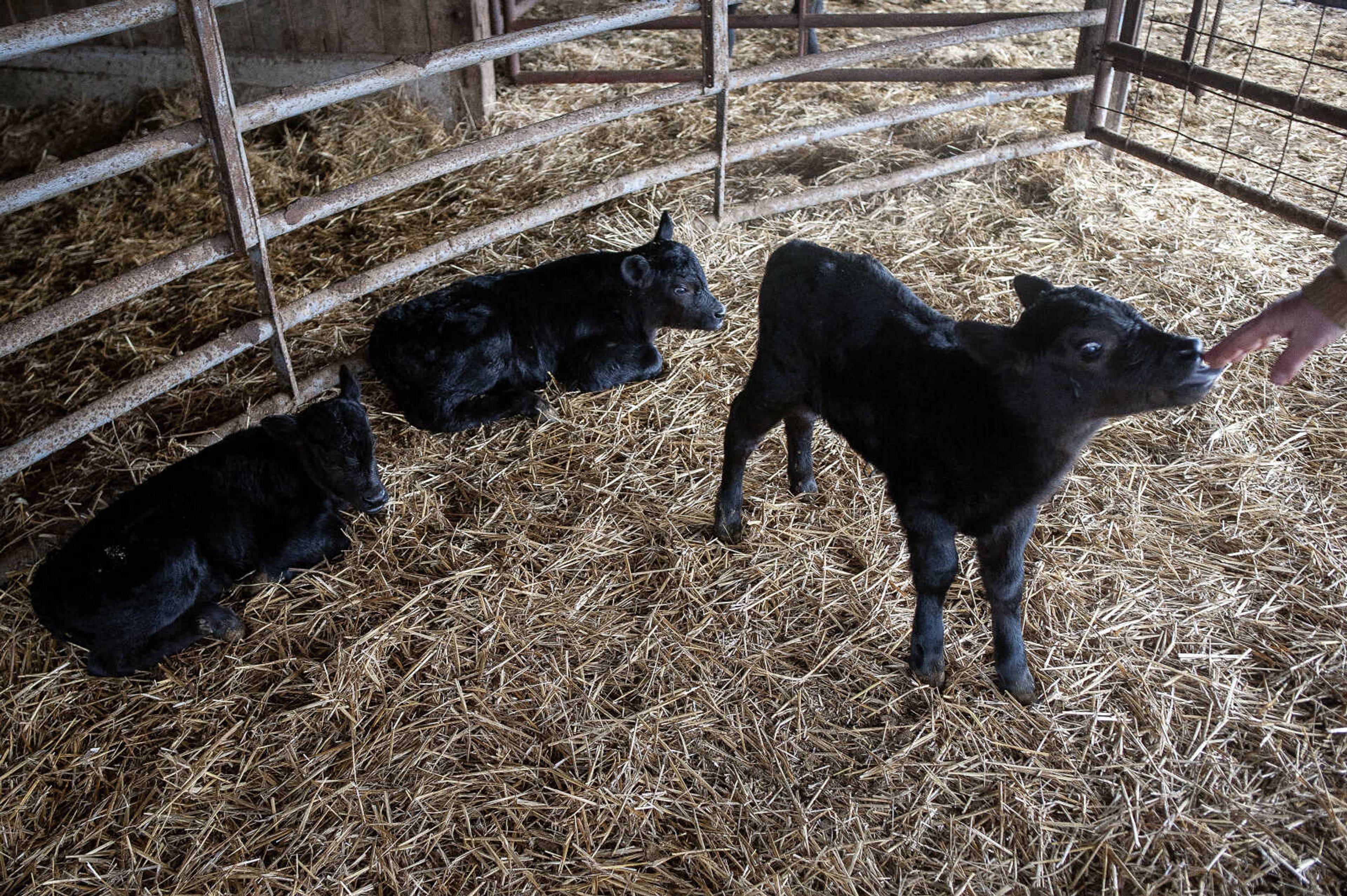 A one-week-old calf licks the hand of Lance Hahn near its siblings Wednesday, Feb. 5, 2020, at the Hahn family's farm in rural Bollinger County, Missouri.