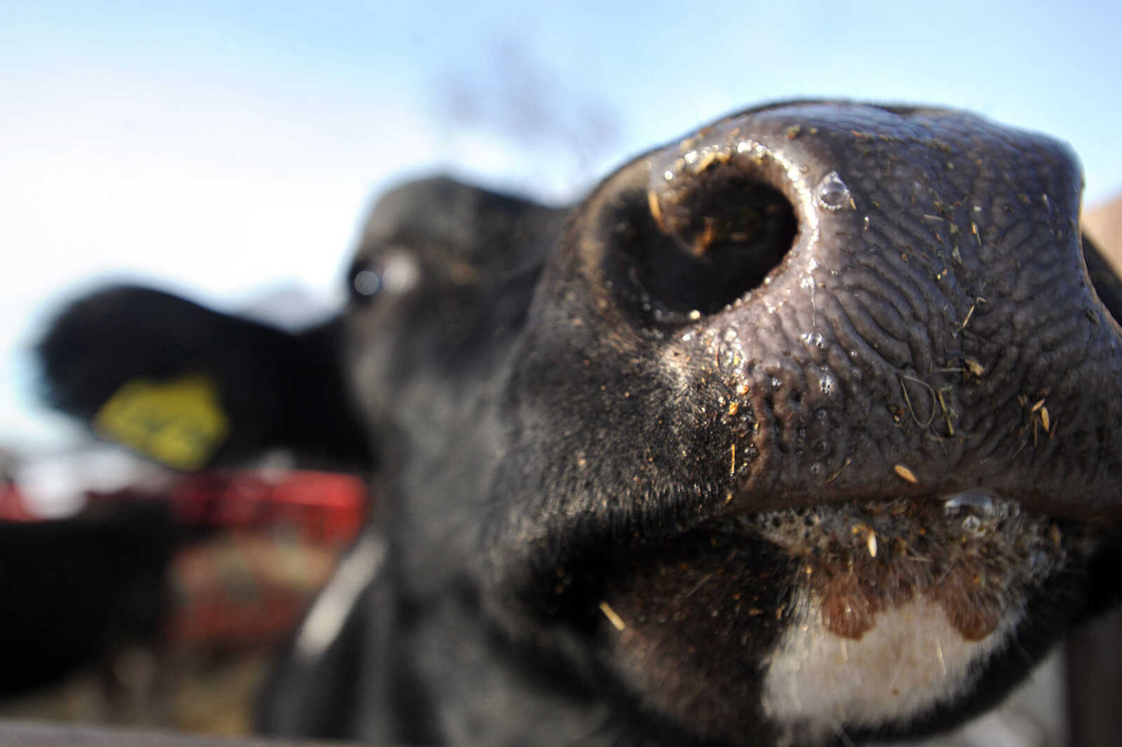 LAURA SIMON ~ lsimon@semissourian.com

Heifers at Jerry Siemers' Cape Girardeau dairy farm, Tuesday, March 4, 2014.