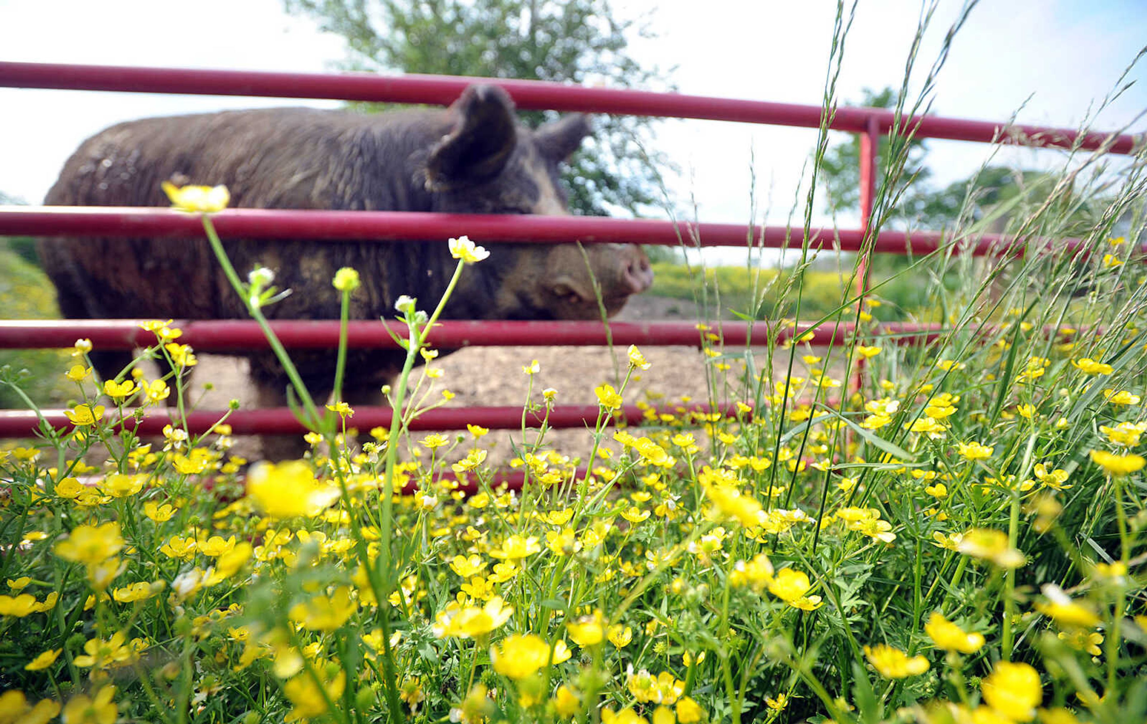 LAURA SIMON ~ lsimon@semissourian.com

Wild Bill, a Berkshire boar, stands in the pasture Monday afternoon, May 19, 2014, at Brian Strickland and Luke Aufdenberg's Oak Ridge pig farm.