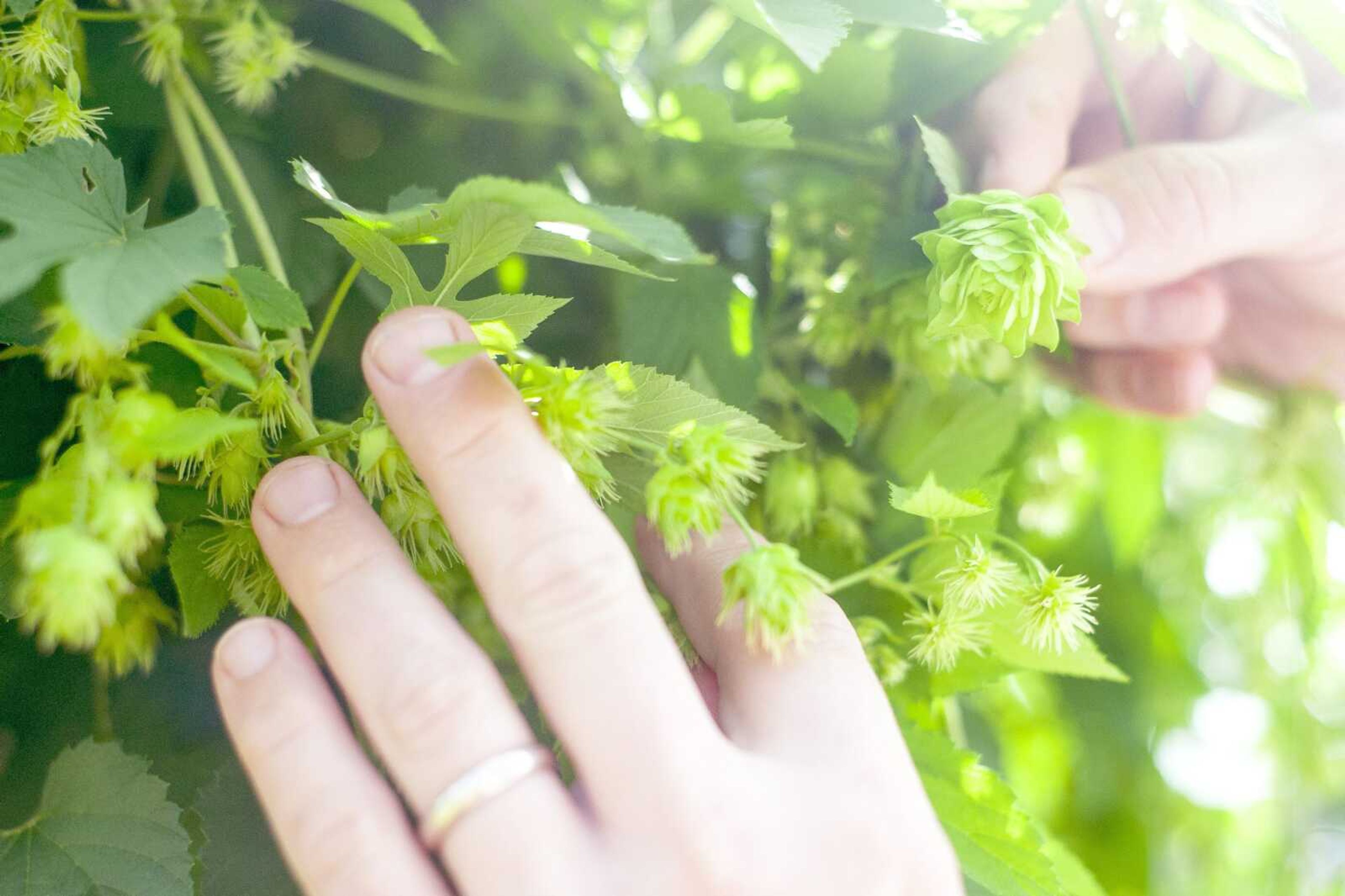 Brewer DeWayne Schaaf examines a budding hops plant in his garden Tuesday, Aug. 13, 2019, at Ebb & Flow Fermentations in Cape Girardeau. Schaaf said the garden, which is in the early stages, should yield ingredients he plans to incorporate into beers in the future.