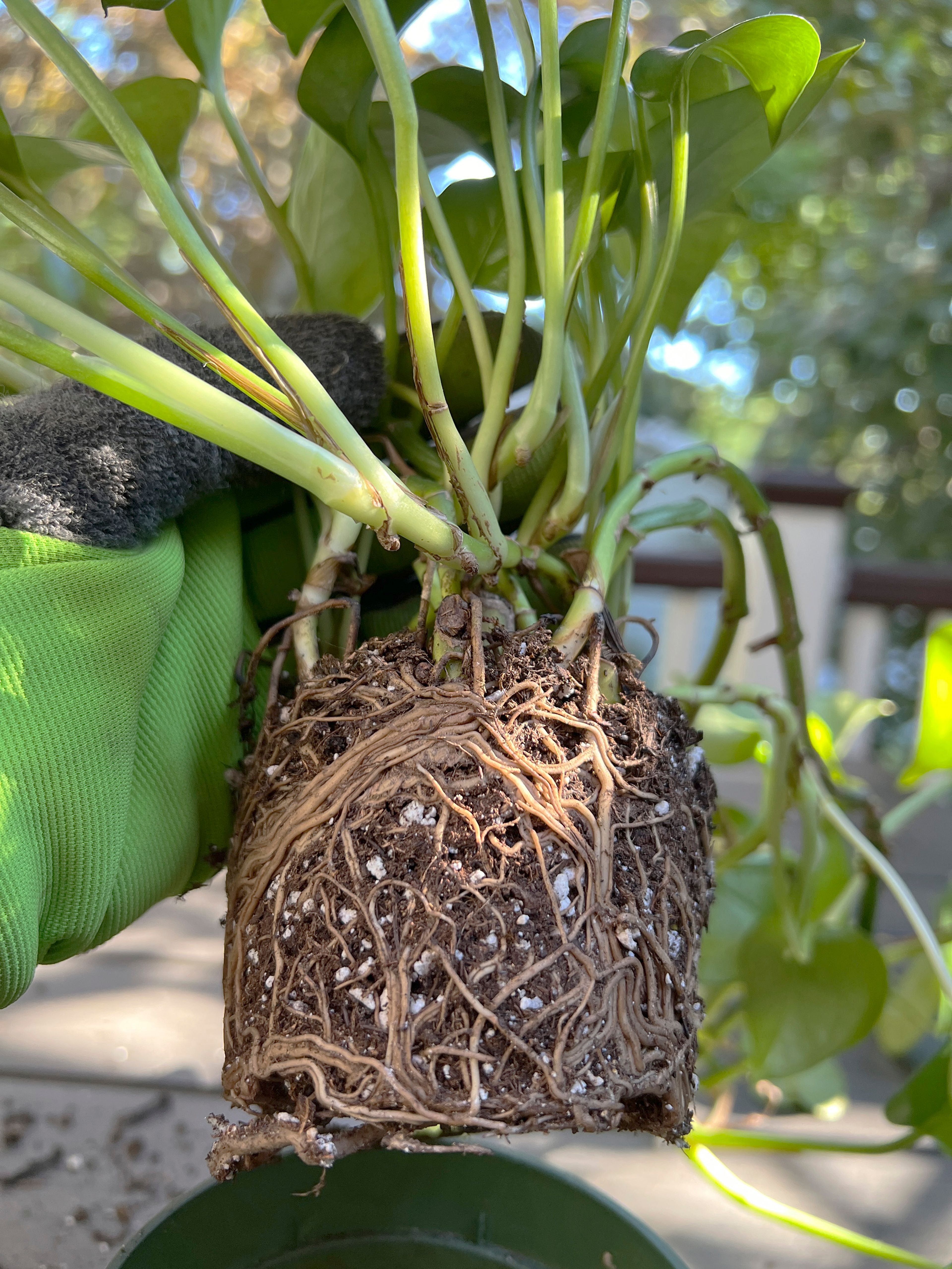 This Sept. 10, 2024, image shows the girdled roots of a golden Pothos plant that has outgrown its container. (Jessica Damiano via AP)