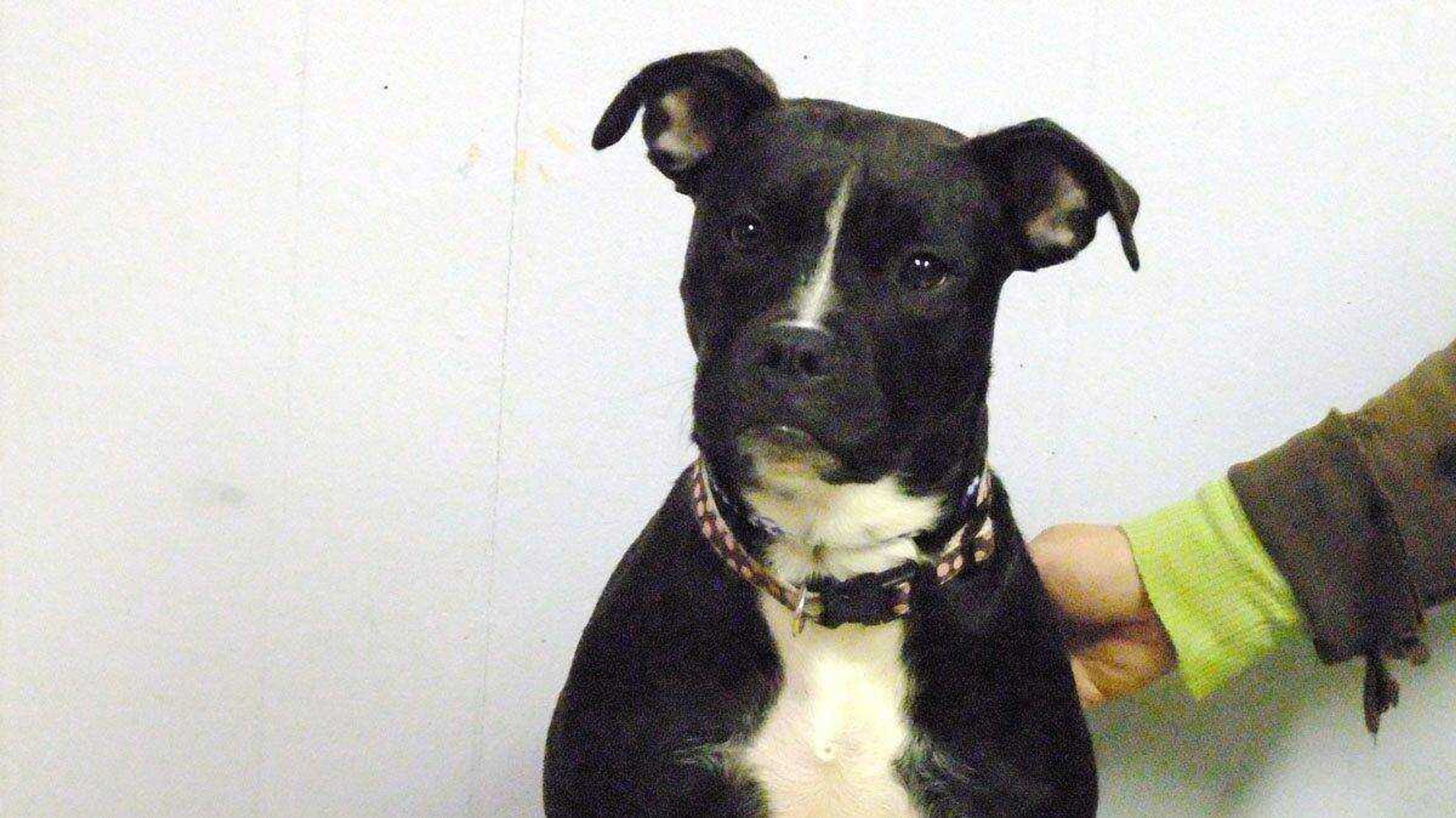 Roxie is 7 months old. She is already spayed. Roxie is available for adoption at The Humane Society, 334-5837