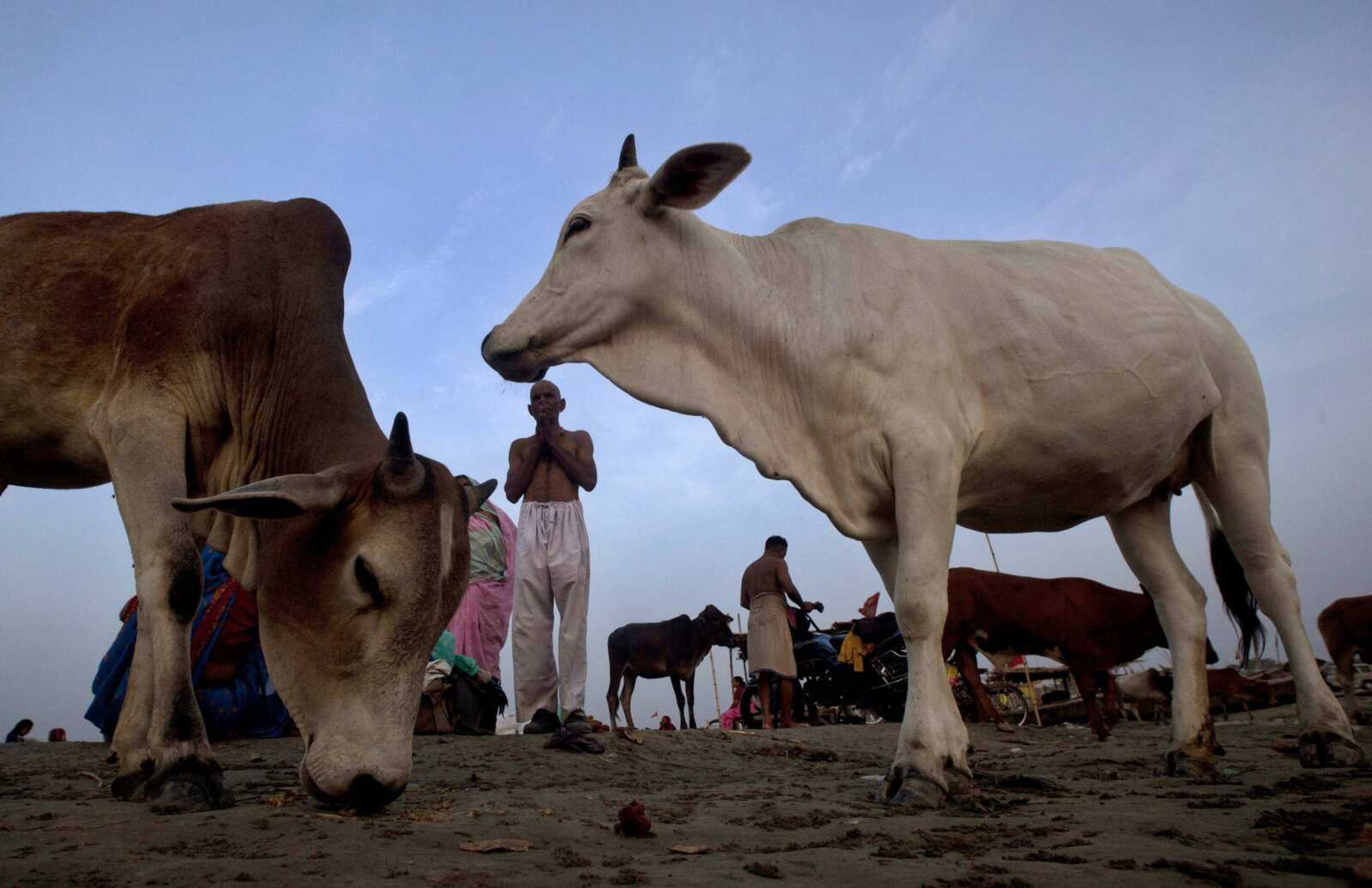 Cows, which are considered holy by Hindus, stray around as a Hindu devotee, center, offers prayers to the Sun after bathing at Sangam in Allahabad, India.