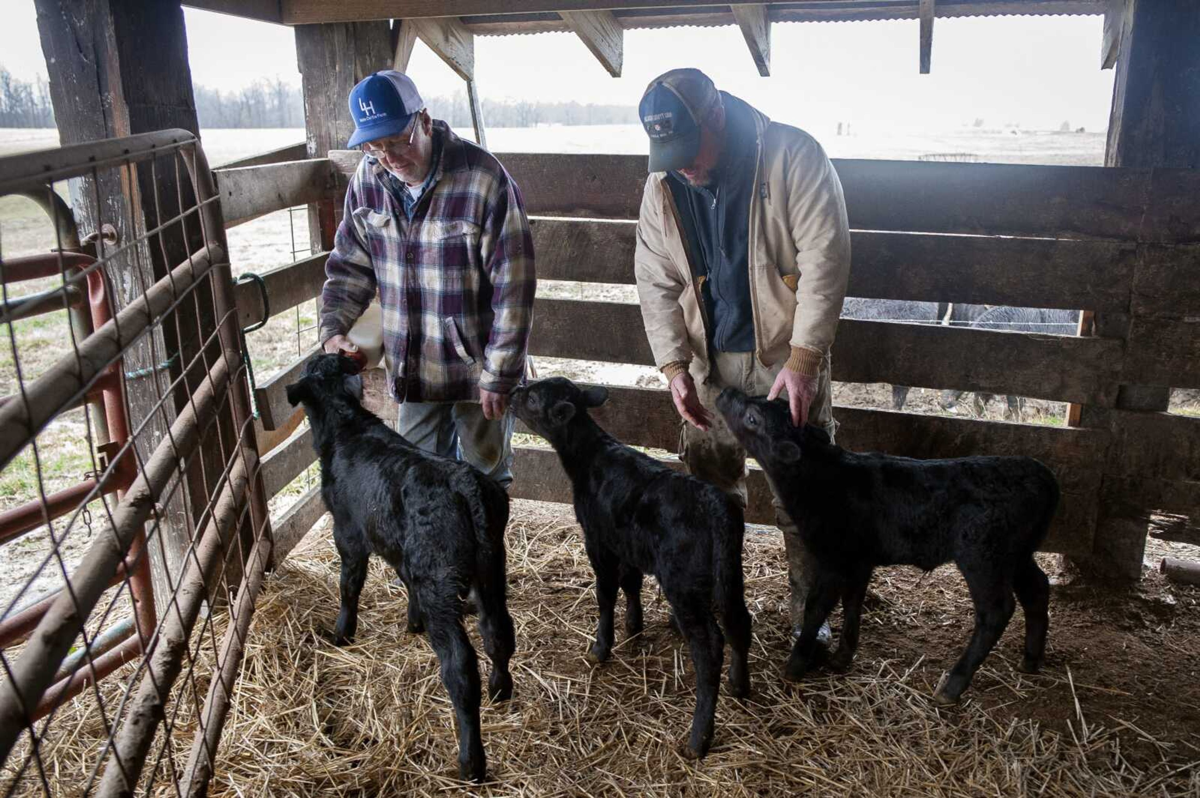 Larry Hahn, left, bottle feeds 1-week-old triplet calves near his son, Lance, on Wednesday at the Hahn family's farm in rural Bollinger County, Missouri. After research, Lance said it's a 1 in 100,000 chance of triplet calves being born. "You know, we were excited about getting it anyway, and then, lo and behold, we got three," Lance said with a laugh. "It was like, 'Boy, we started out with a bang.'"