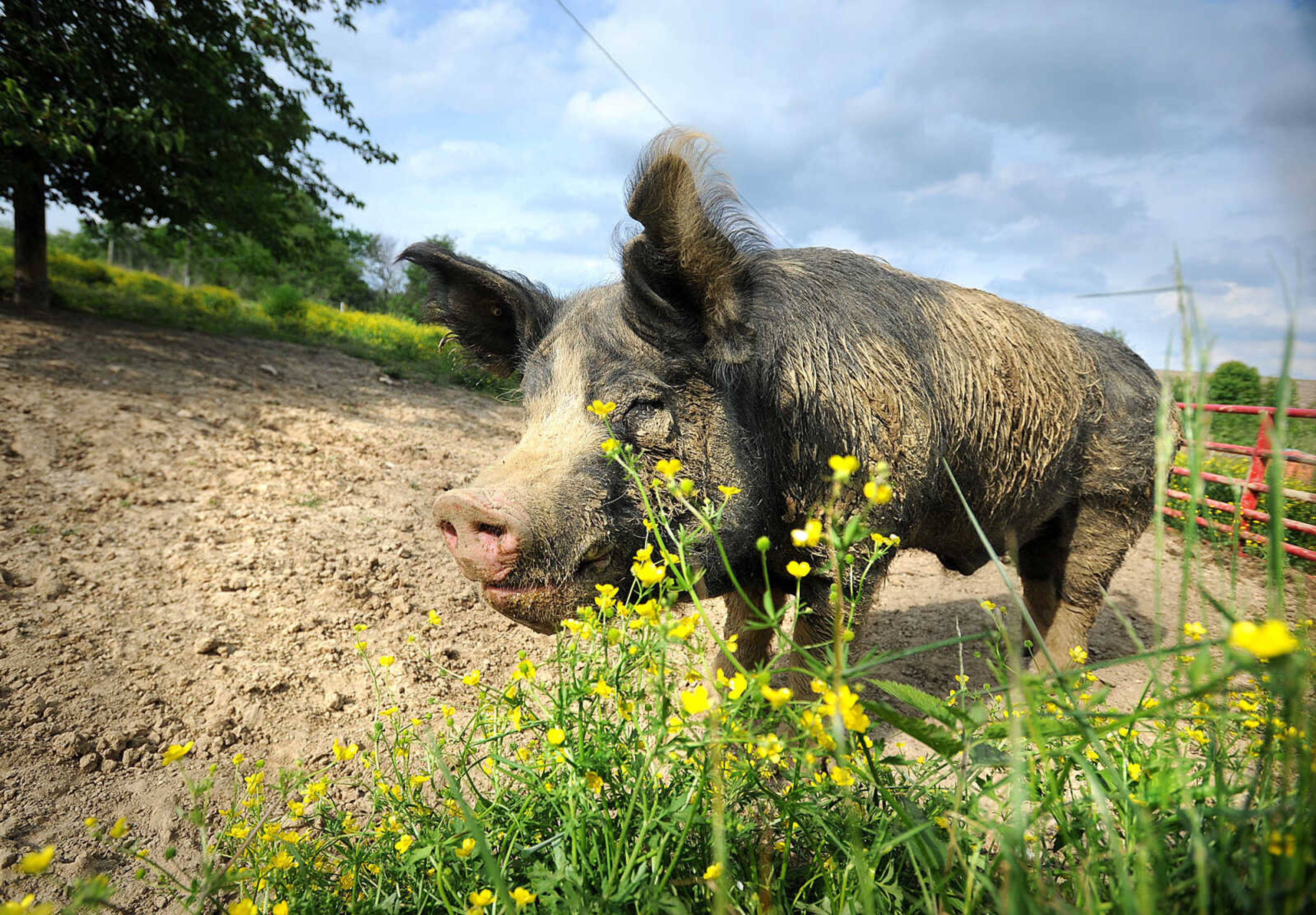 LAURA SIMON ~ lsimon@semissourian.com

Wild Bill, a Berkshire boar, stands in the pasture Monday afternoon, May 19, 2014, at Brian Strickland and Luke Aufdenberg's Oak Ridge pig farm.