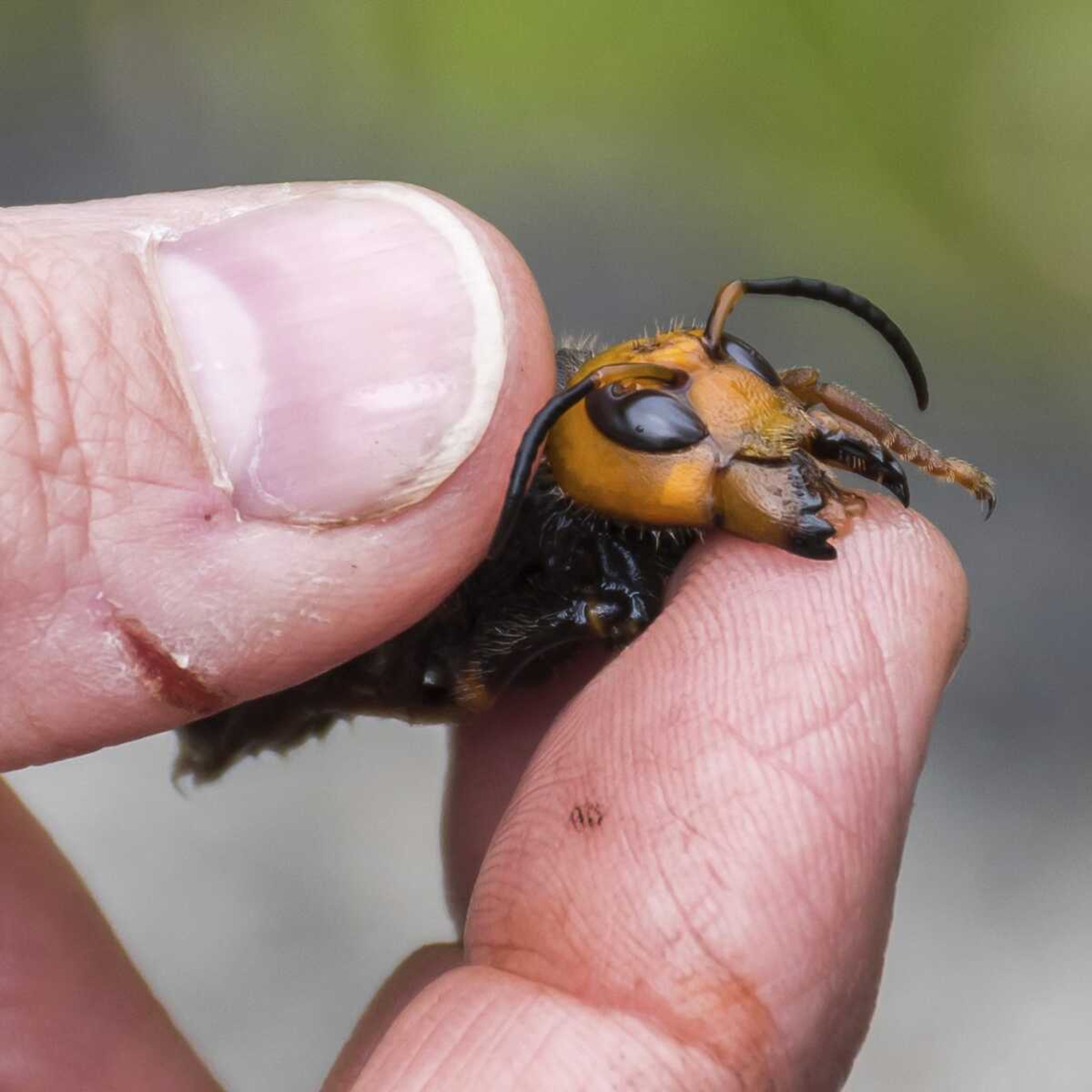 A researcher holds a dead Asian giant hornet in April 23 Blaine, Wash. The world's largest hornet, a 2-inch long killer with an appetite for honey bees, has been found in Washington state and entomologists are making plans to wipe it out. Dubbed the "Murder Hornet" by some, the Asian giant hornet has a sting that could be fatal to some humans. It is just now starting to emerge from hibernation.