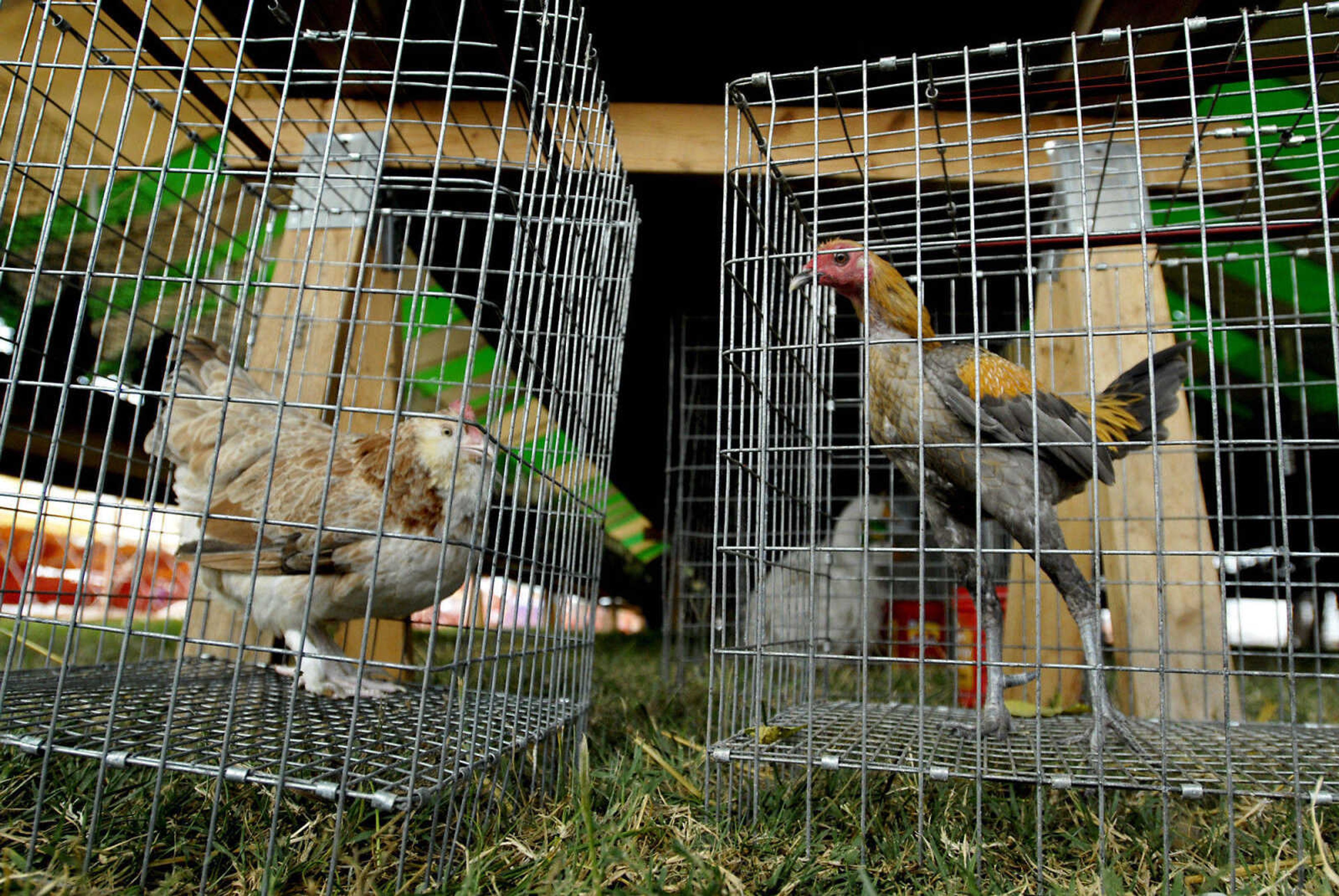 KRISTIN EBERTS ~ keberts@semissourian.com

A Salmon Faverolle, left, and a Modern Game Bantam, right, wait in their cages under the poultry tent during the 155th SEMO District Fair on Wednesday, Sept. 15, 2010, at Arena Park in Cape Girardeau.