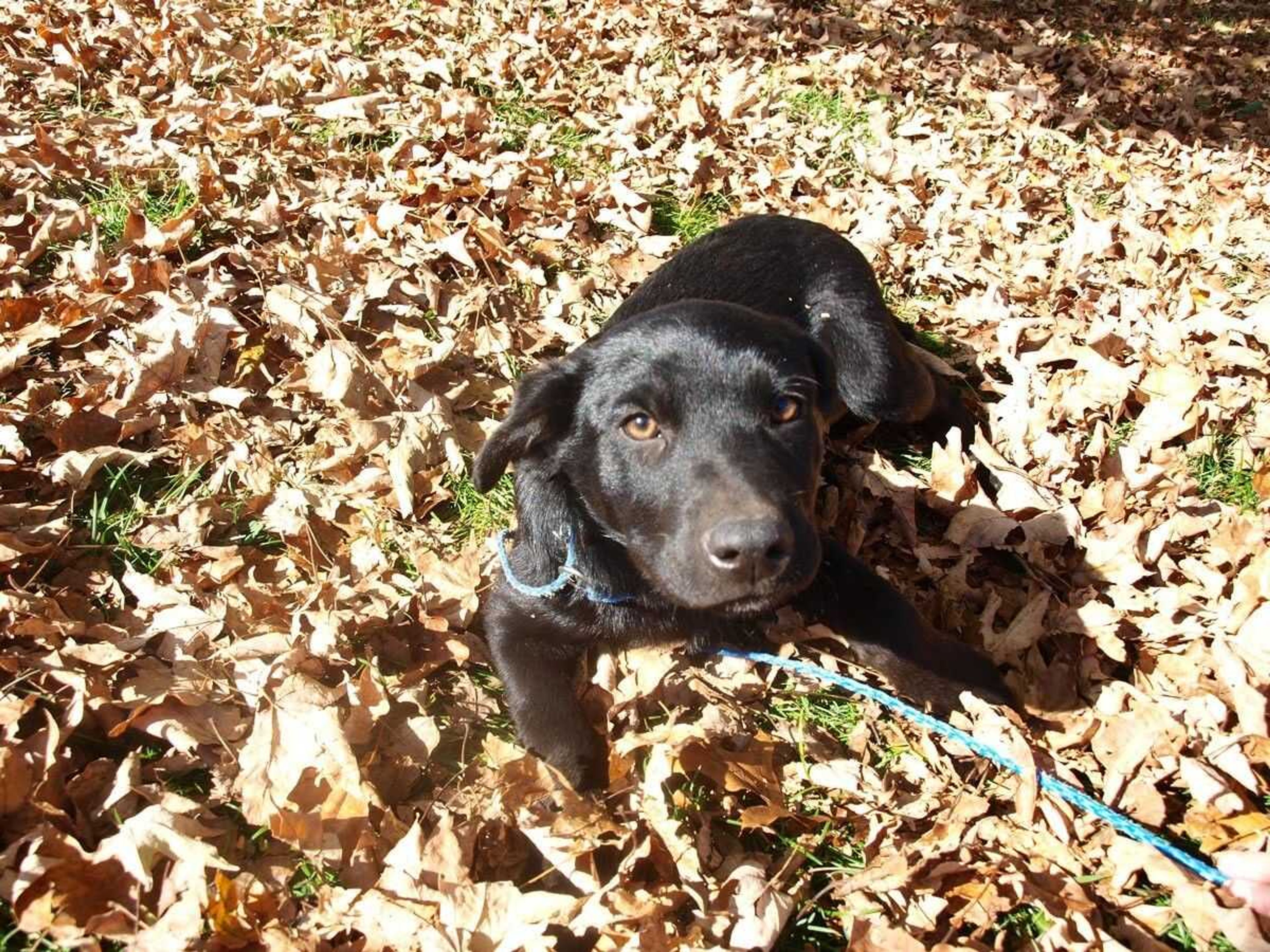 Coal is a charming lab mix puppy who is 5 months old.  He has a sweet disposition and loves to play and be petted.