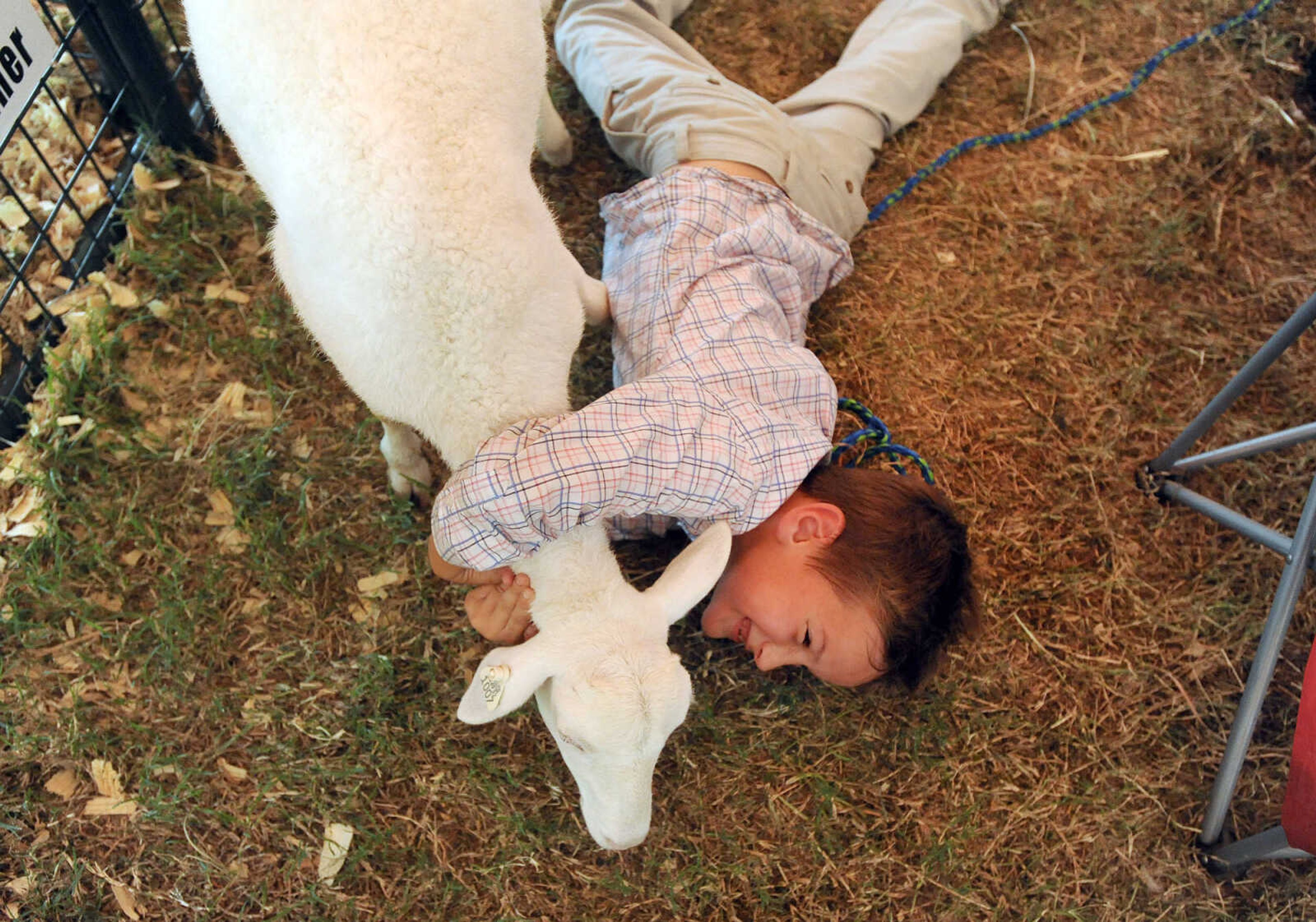 LAURA SIMON ~ lsimon@semissourian.com

"Frank" drags Grady Ruehling as she tries to get away after her lead came off on Wednesday, Sept. 14, 2016, during the sheep judging at the SEMO District Fair at Arena Park in Cape Girardeau.