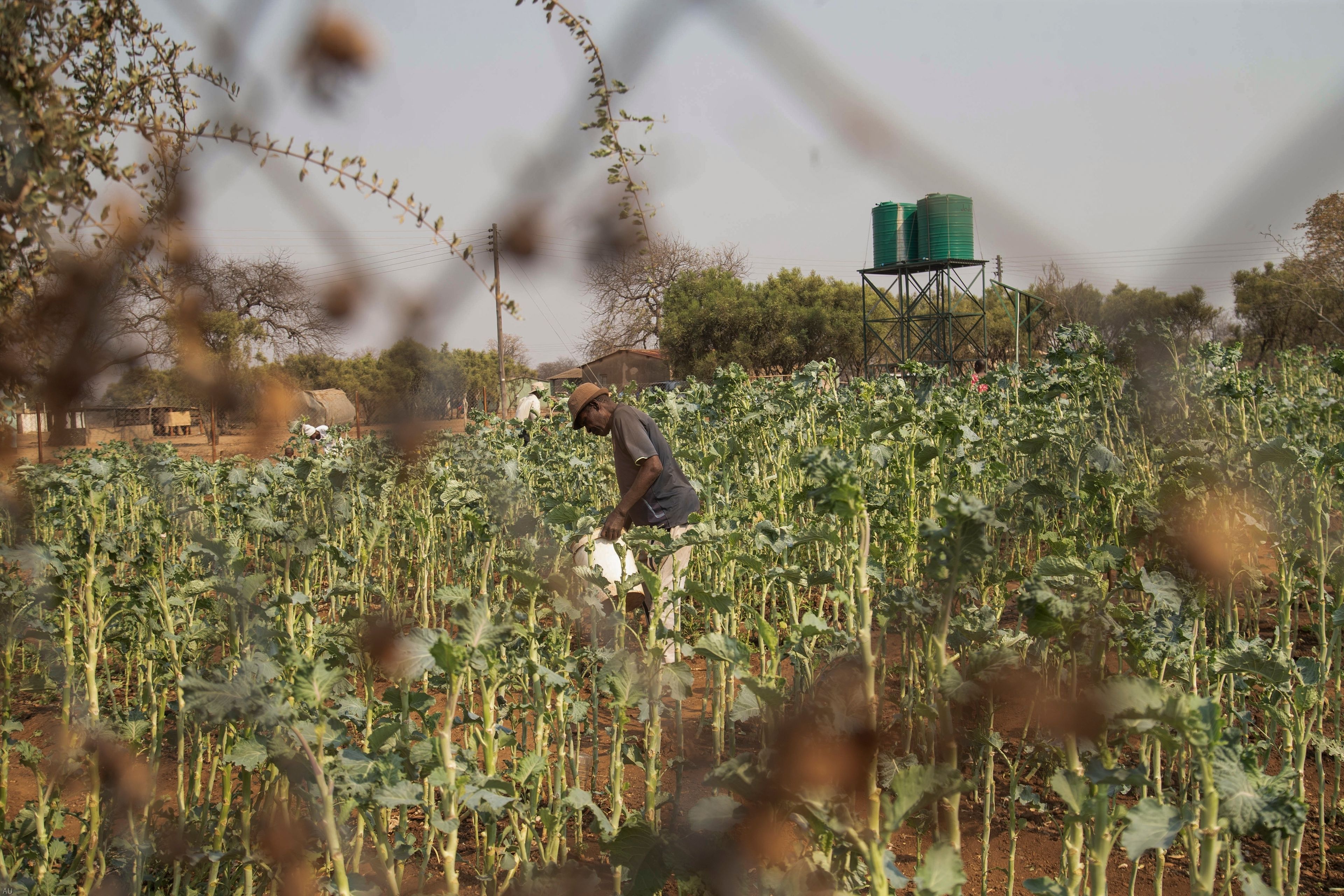 A villager tends to his vegetable garden in a plot that is part of a climate-smart agriculture program funded by the United States Agency for International Development in Chipinge, Zimbabwe, Thursday, Sept. 19, 2024. (AP Photo/Aaron Ufumeli)