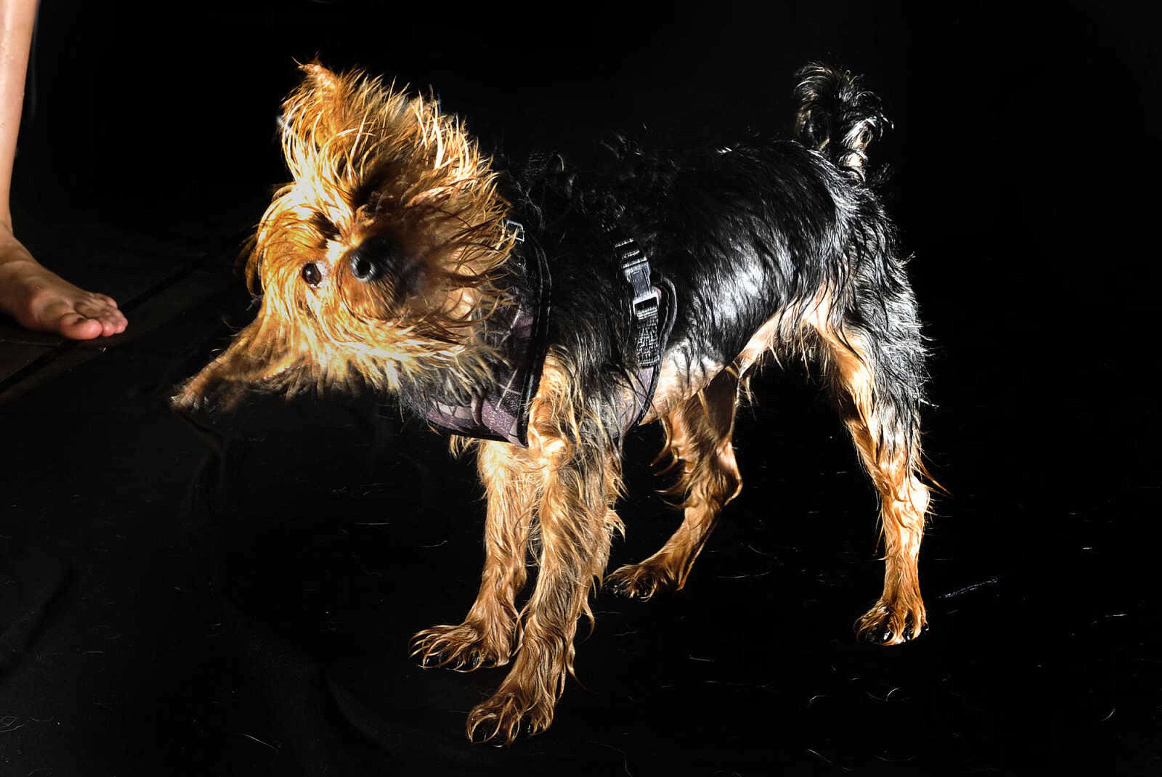 LAURA SIMON ~ lsimon@semissourian.com

Doggy Swim Day at Cape Splash, Sunday, Sept. 27, 2015, in Cape Girardeau. Leashed dogs got to swim and play in the lazy river and swimming pools with their owners. Proceeds from event benefit the Cape Girardeau Parks and Recreation Foundation.