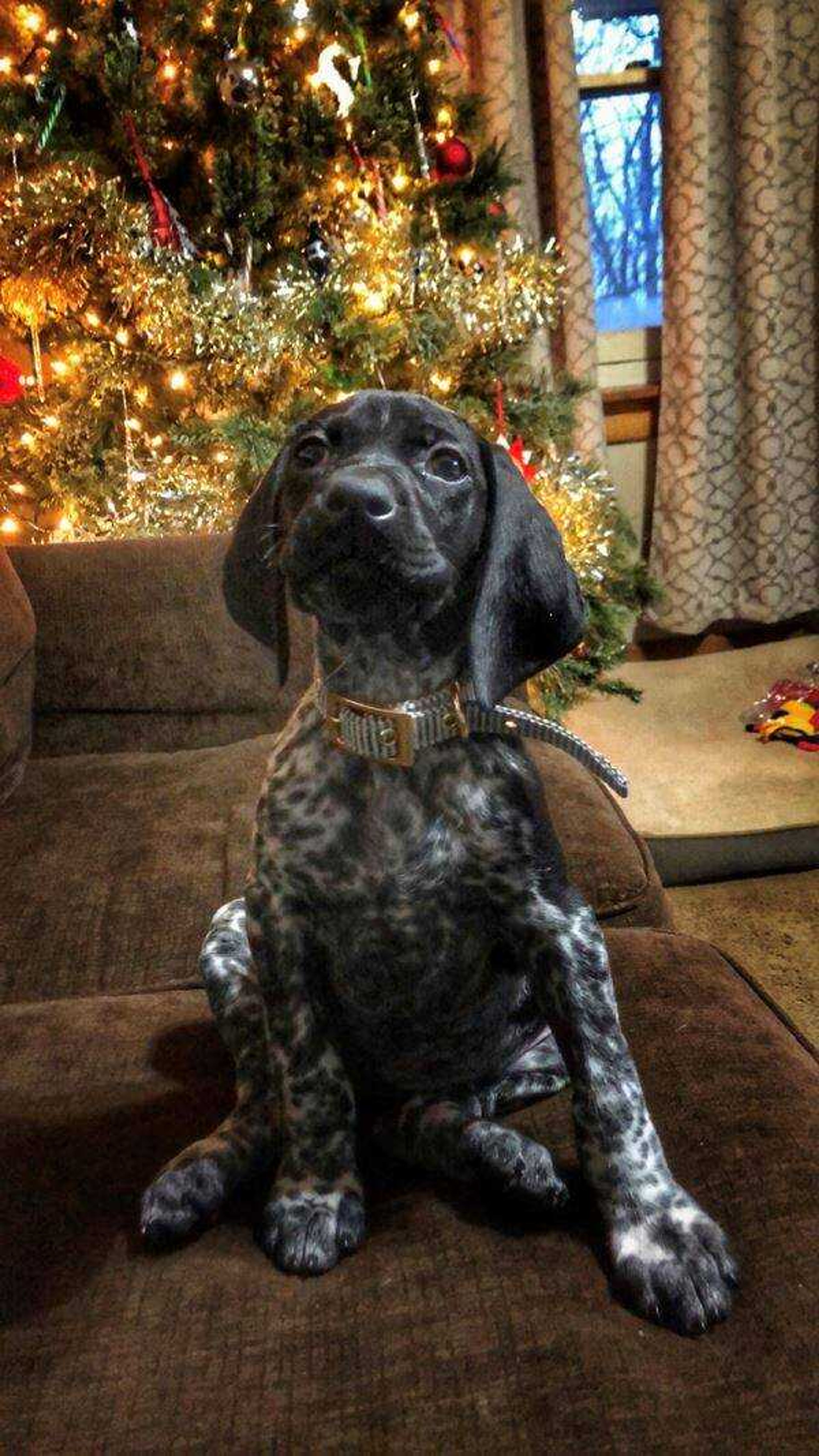 EmmyLou&nbsp; -&nbsp; EmmyLou is a German shorthair pointer She was enjoying her first Christmas