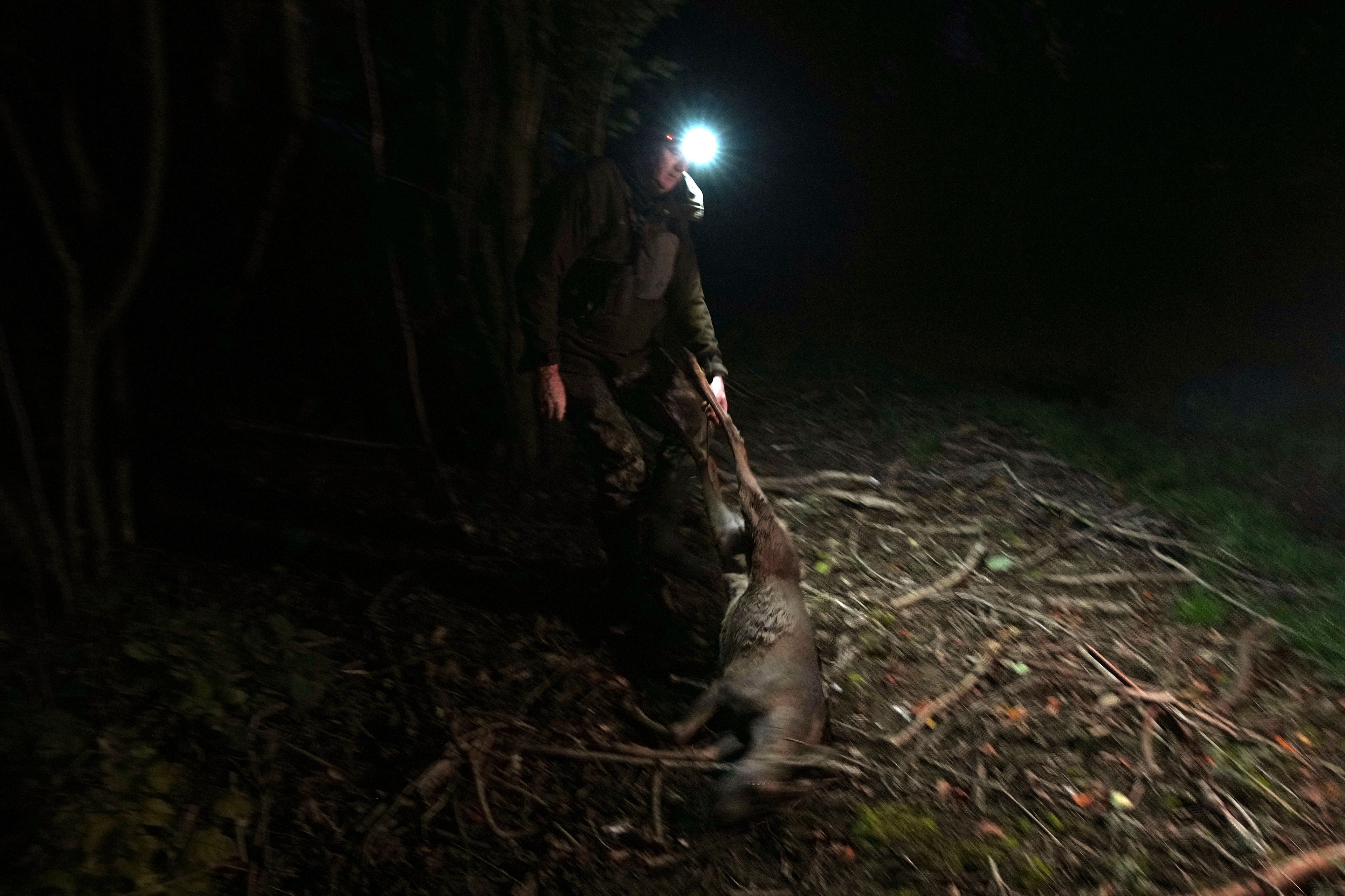 Martin Edwards, Head of Deer and Woodland Management at BASC (The British Association for Shooting and Conservation), carries a newly killed deer in a woods at Tichborne, east of Winchester in Hampshire, England, Monday, Nov. 4, 2024. Wild deer numbers have dramatically multiplied in recent decades and there are now more deer in England than at any other time in the last 1,000 years, according to the Forestry Commission, the government department looking after England's public woodland.(AP Photo/Kin Cheung)